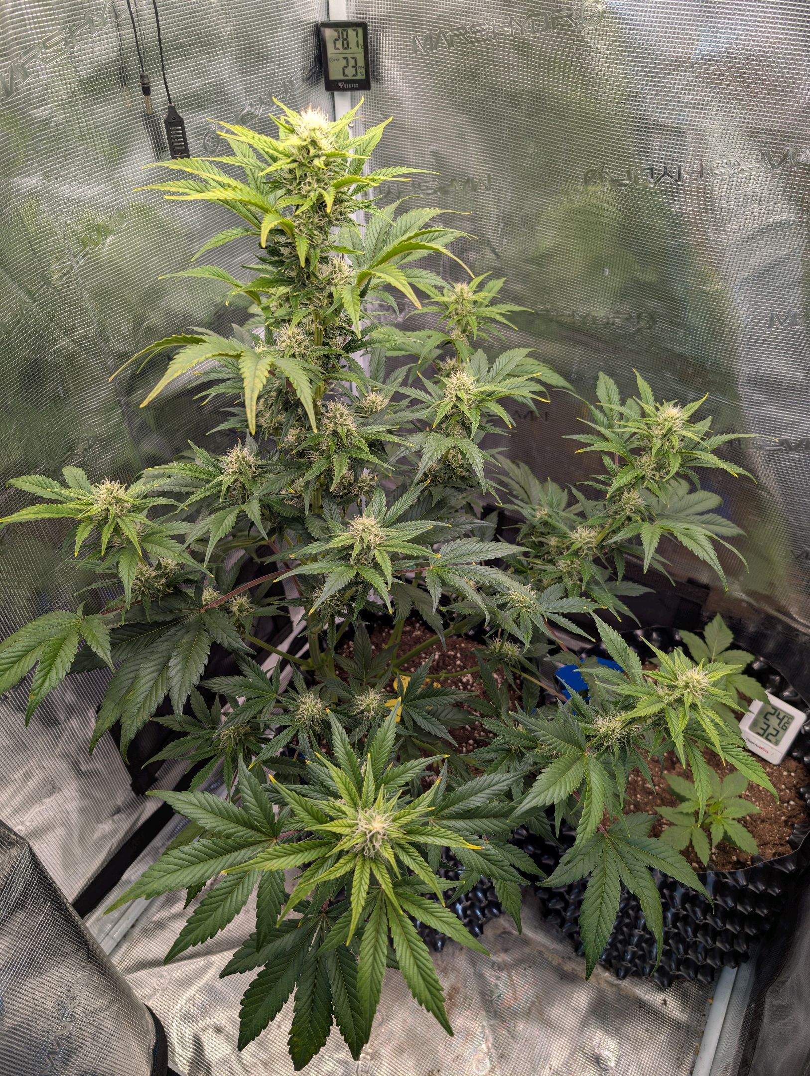 Gorilla Cookies Auto growlog photo 73