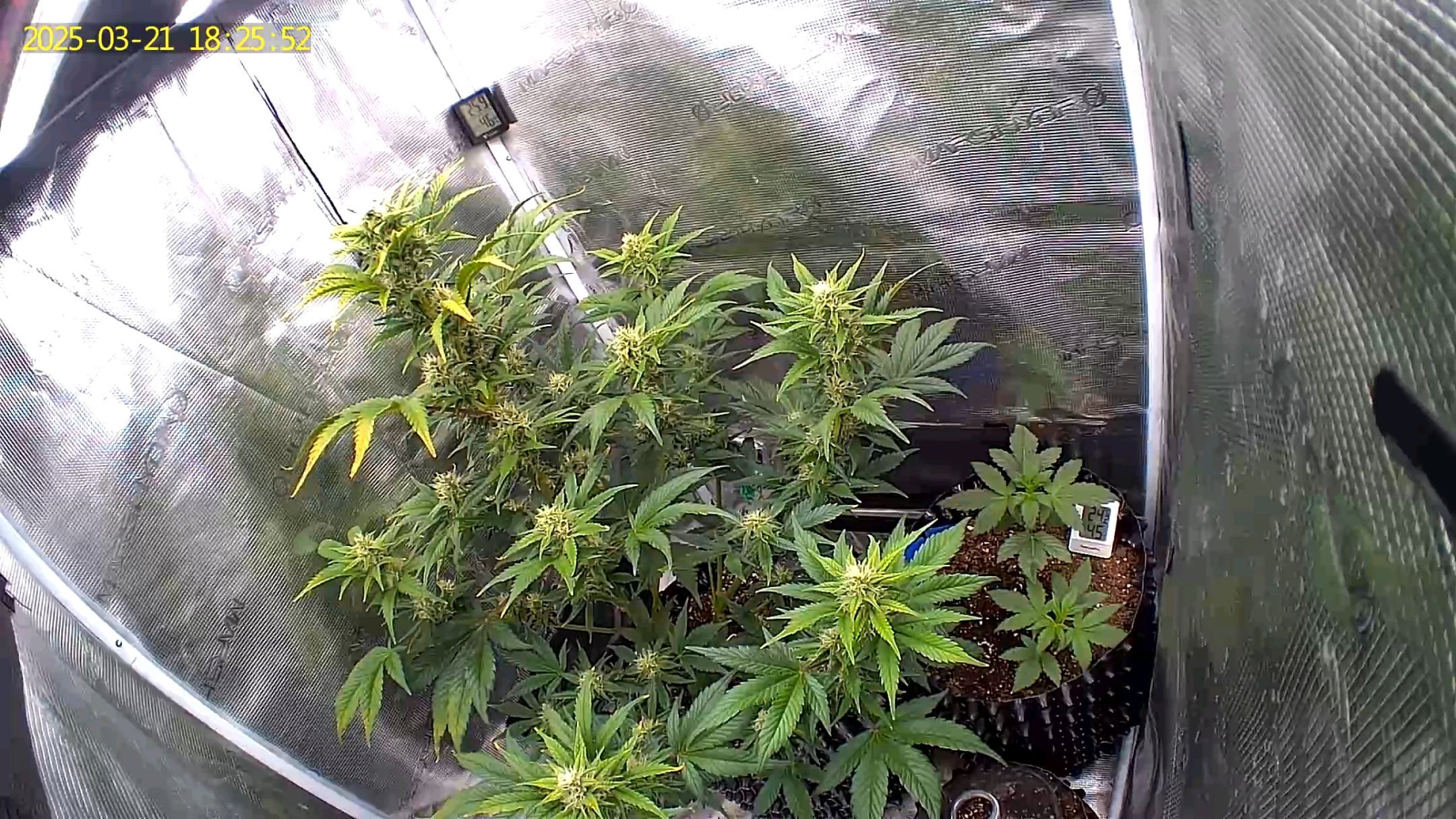 Gorilla Cookies Auto growlog photo 75