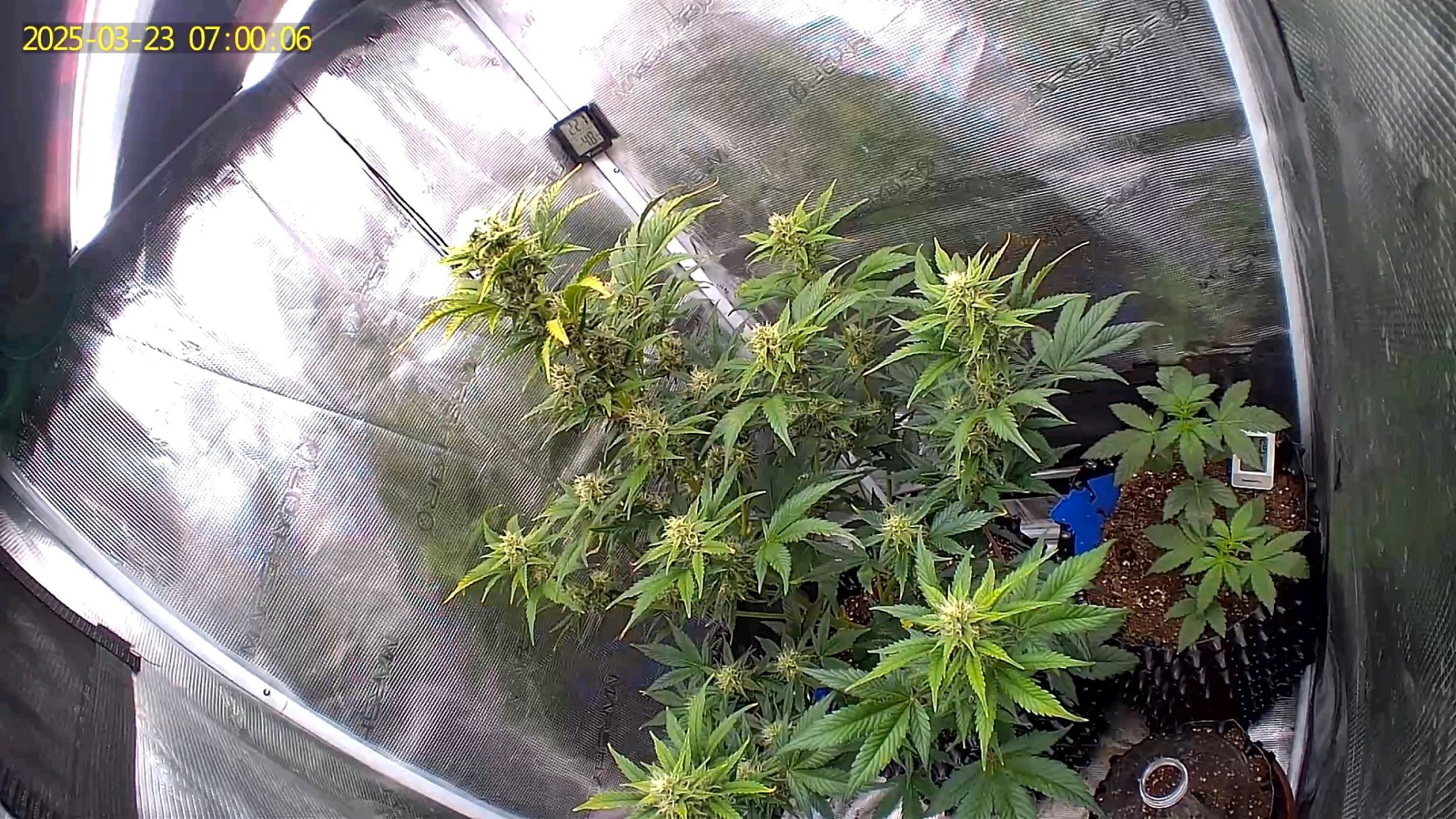 Gorilla Cookies Auto growlog photo 78