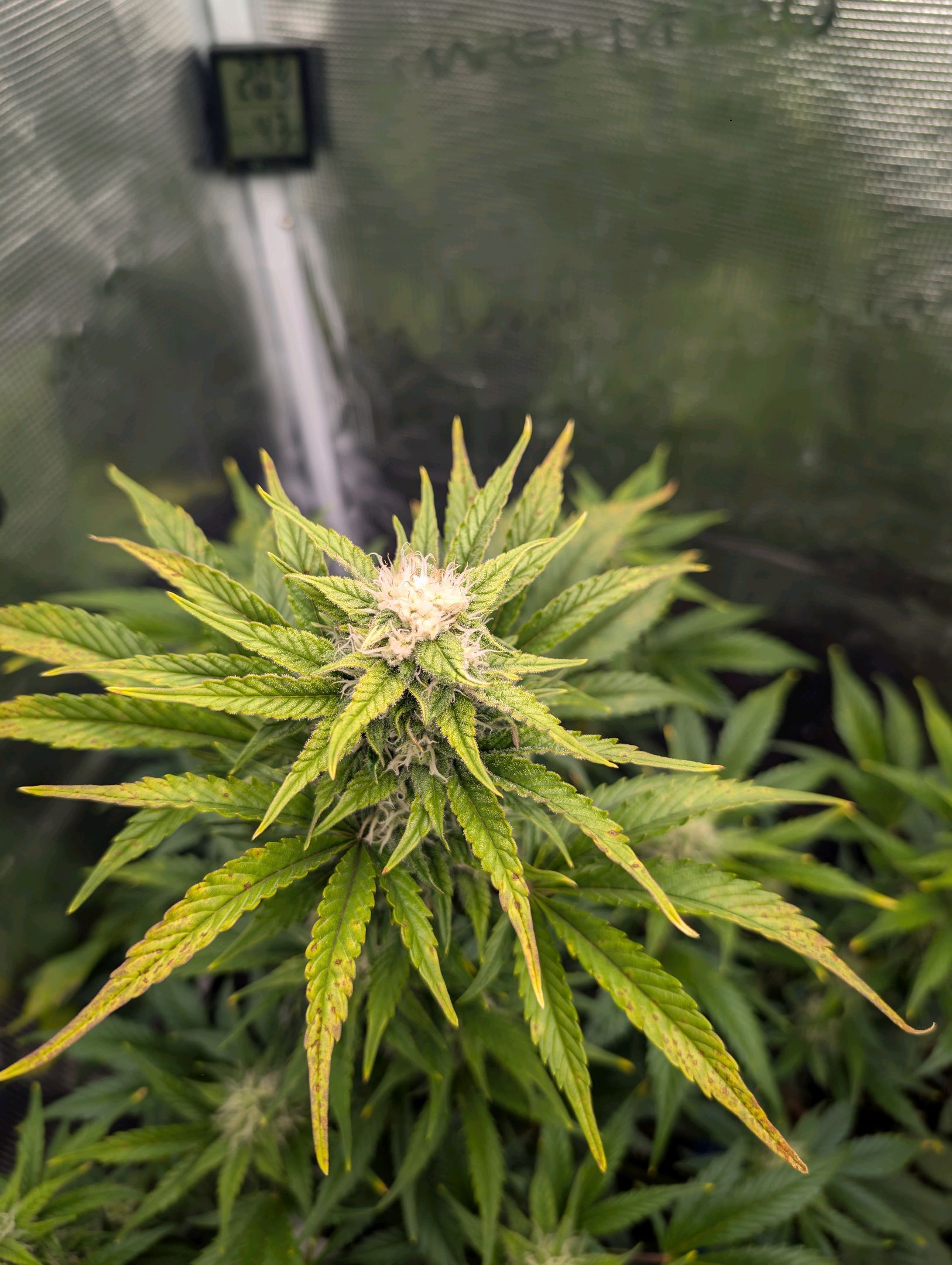 Gorilla Cookies Auto growlog photo 80