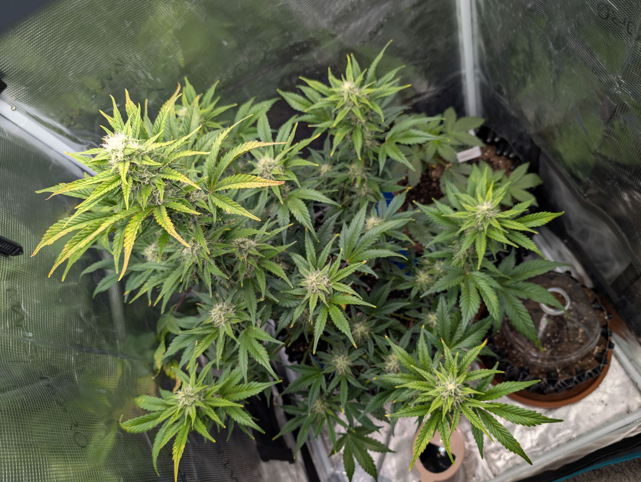 Gorilla Cookies Auto growlog photo 77