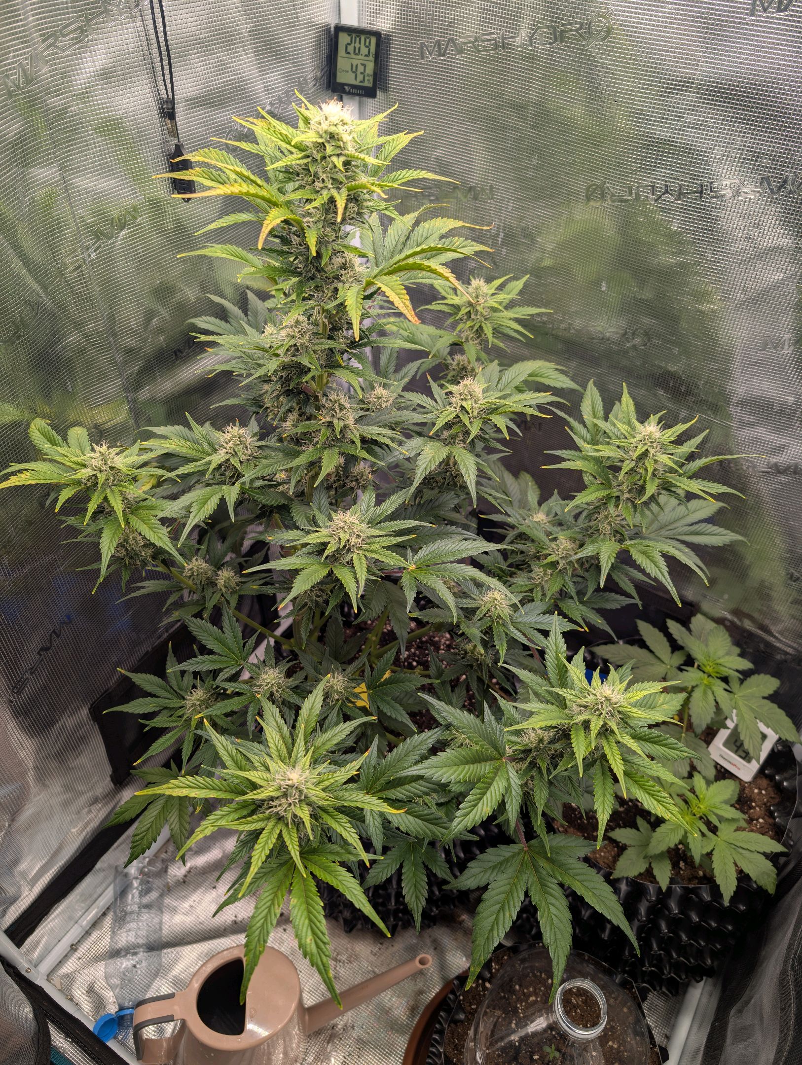 Gorilla Cookies Auto growlog photo 79
