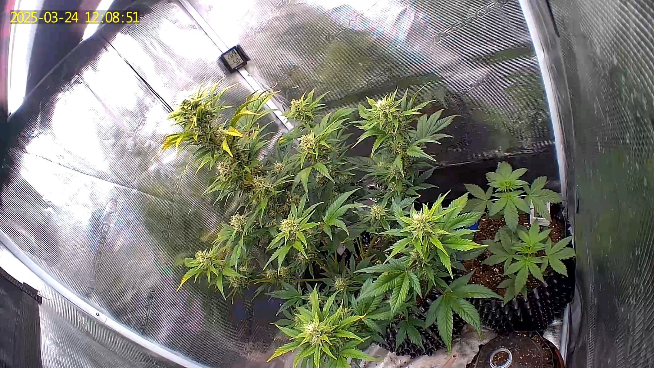 Gorilla Cookies Auto growlog photo 81