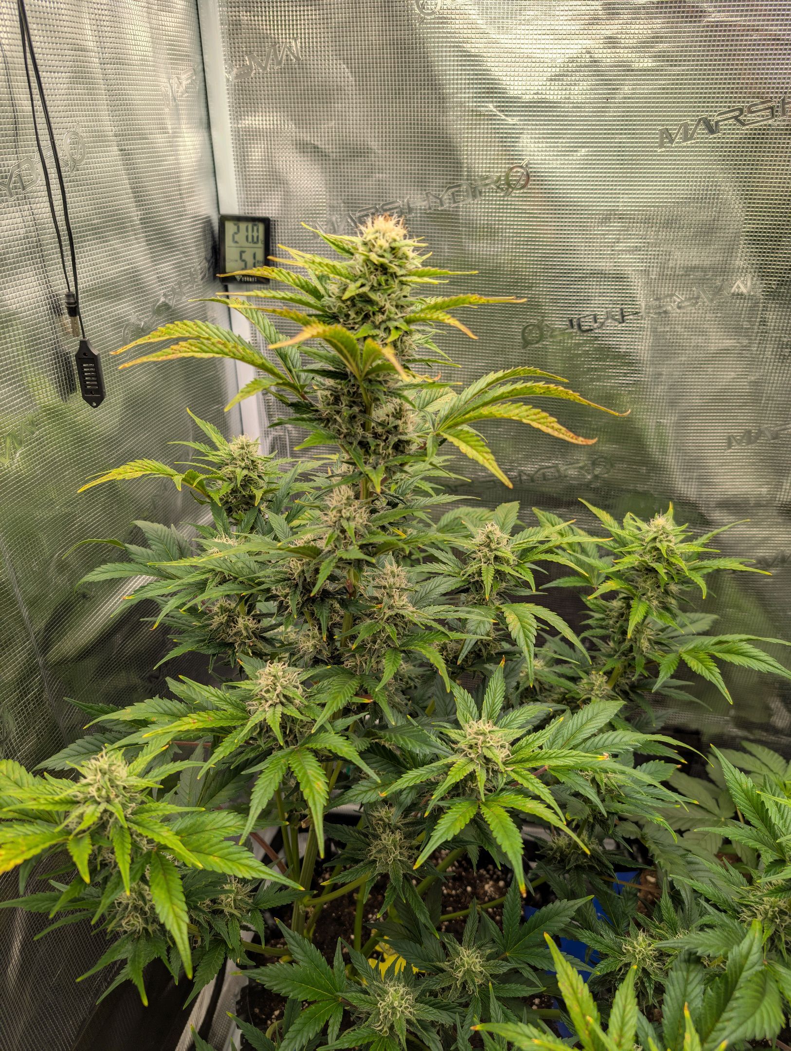 Gorilla Cookies Auto growlog photo 83