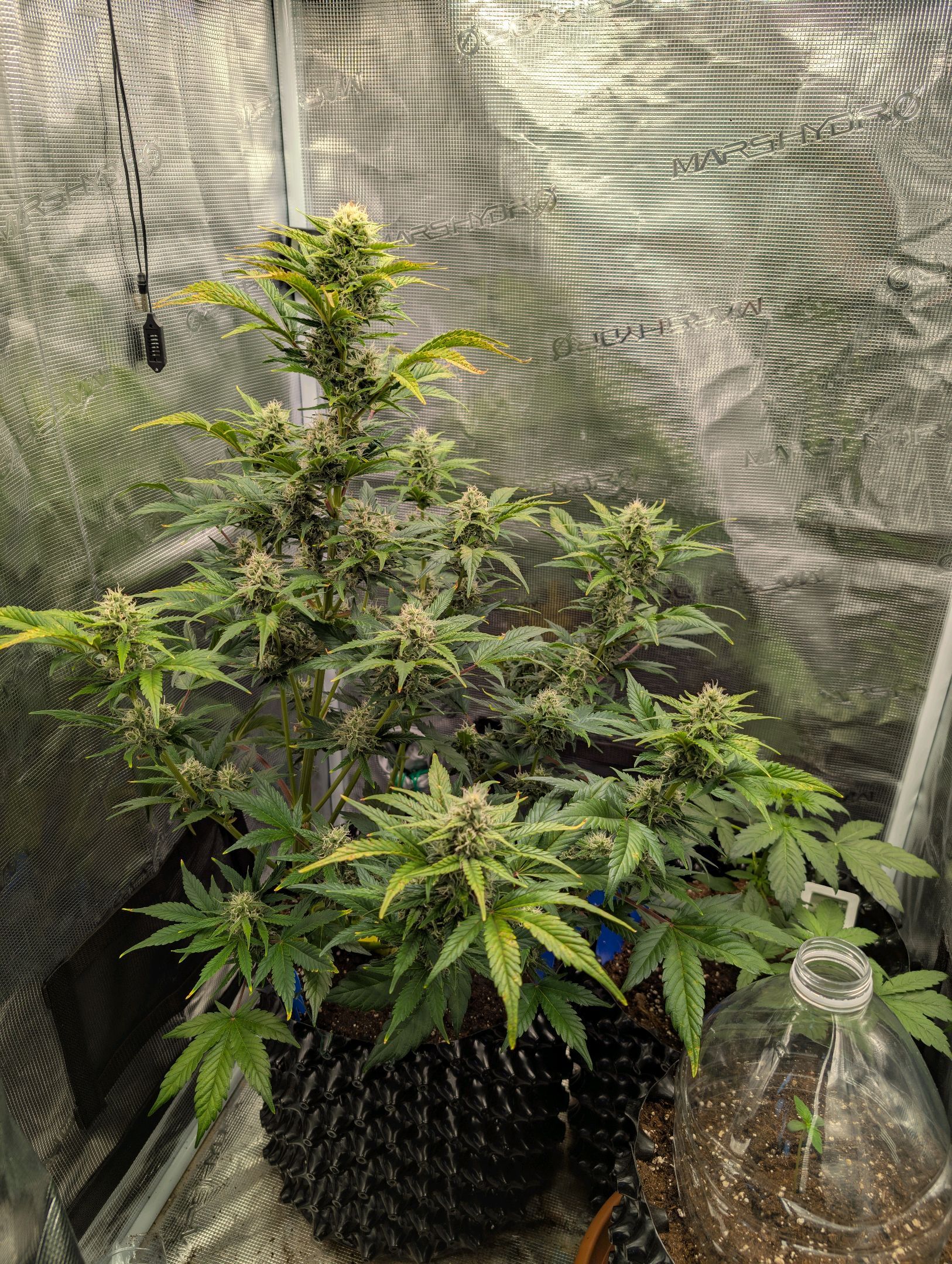 Gorilla Cookies Auto growlog photo 82