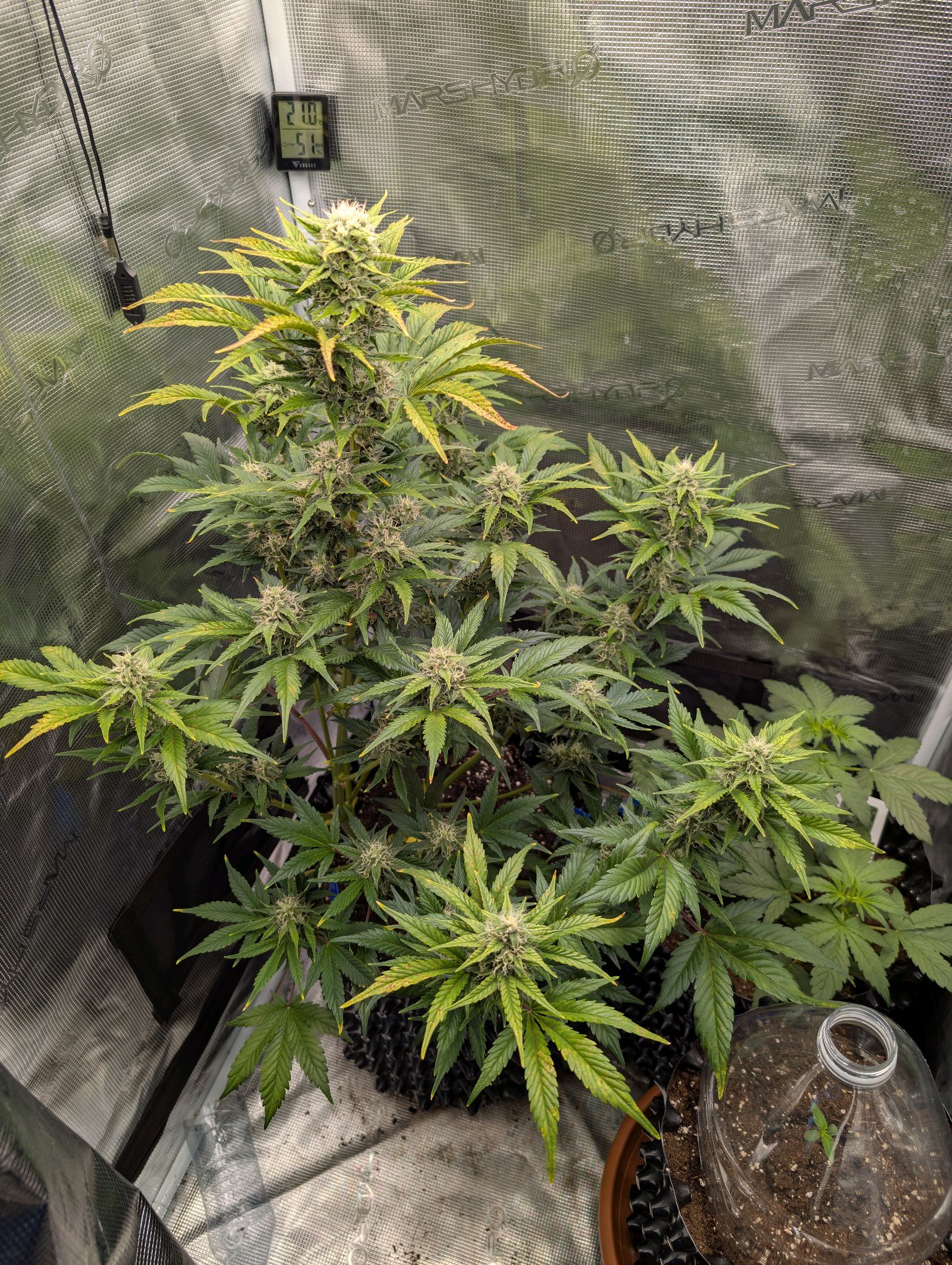Gorilla Cookies Auto growlog photo 85