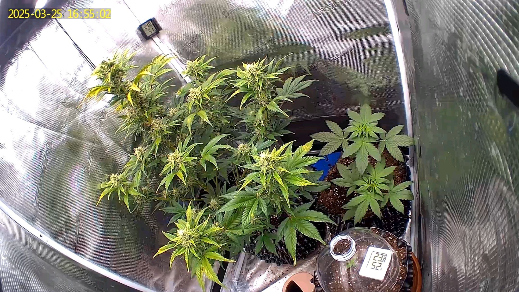 Gorilla Cookies Auto growlog photo 84