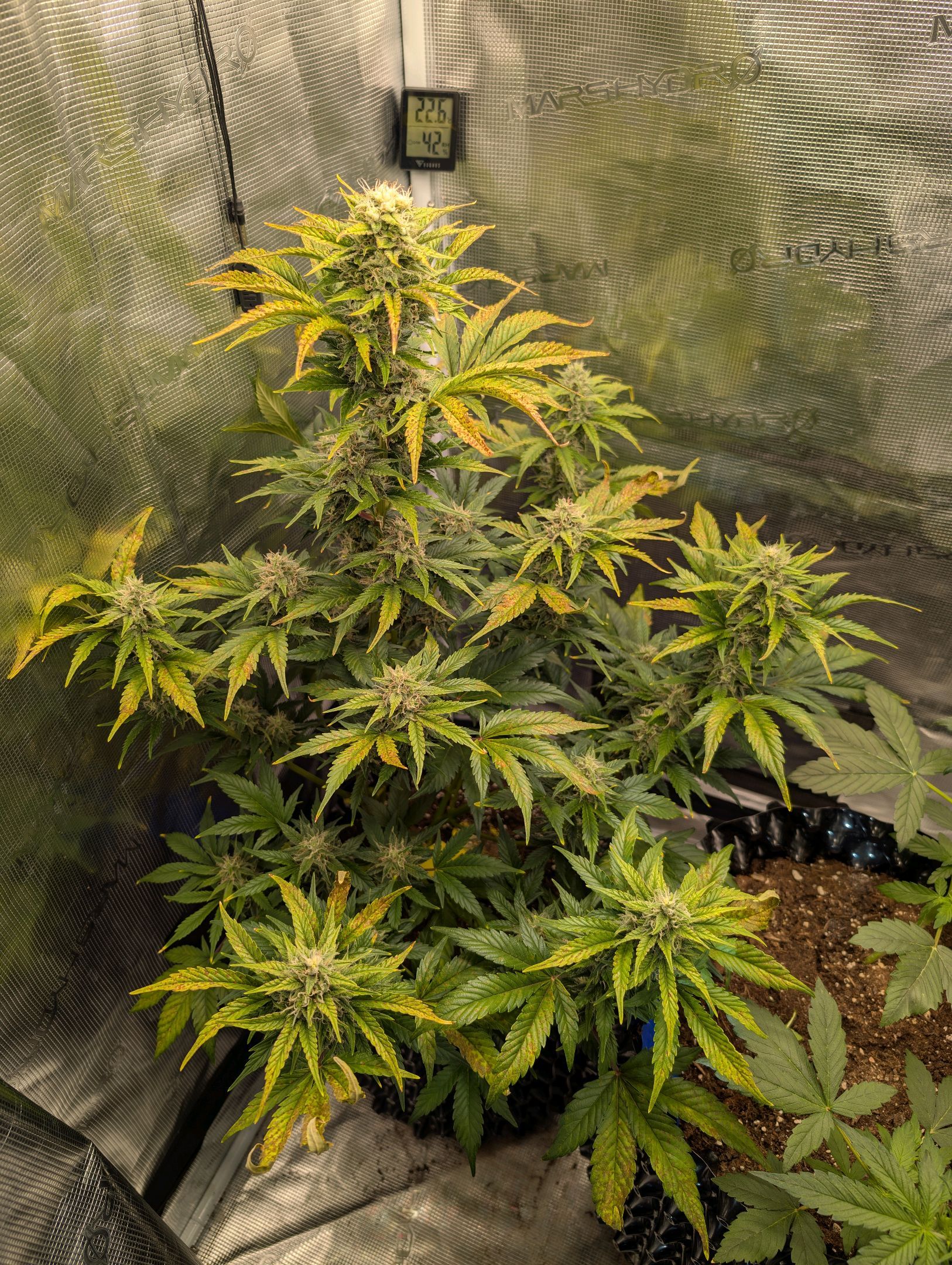 Gorilla Cookies Auto growlog photo 87
