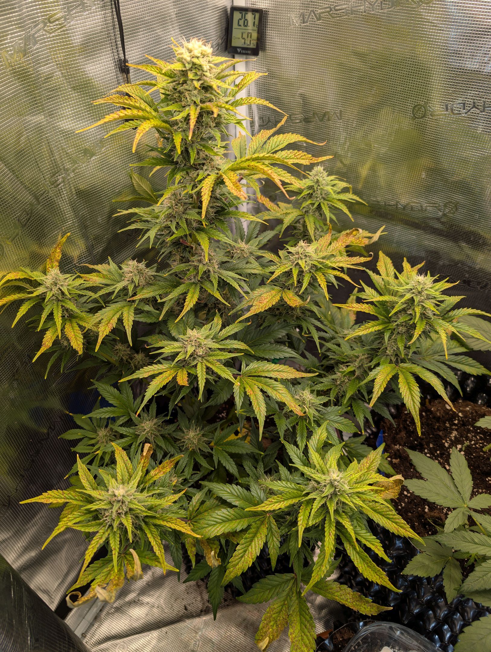 Gorilla Cookies Auto growlog photo 88