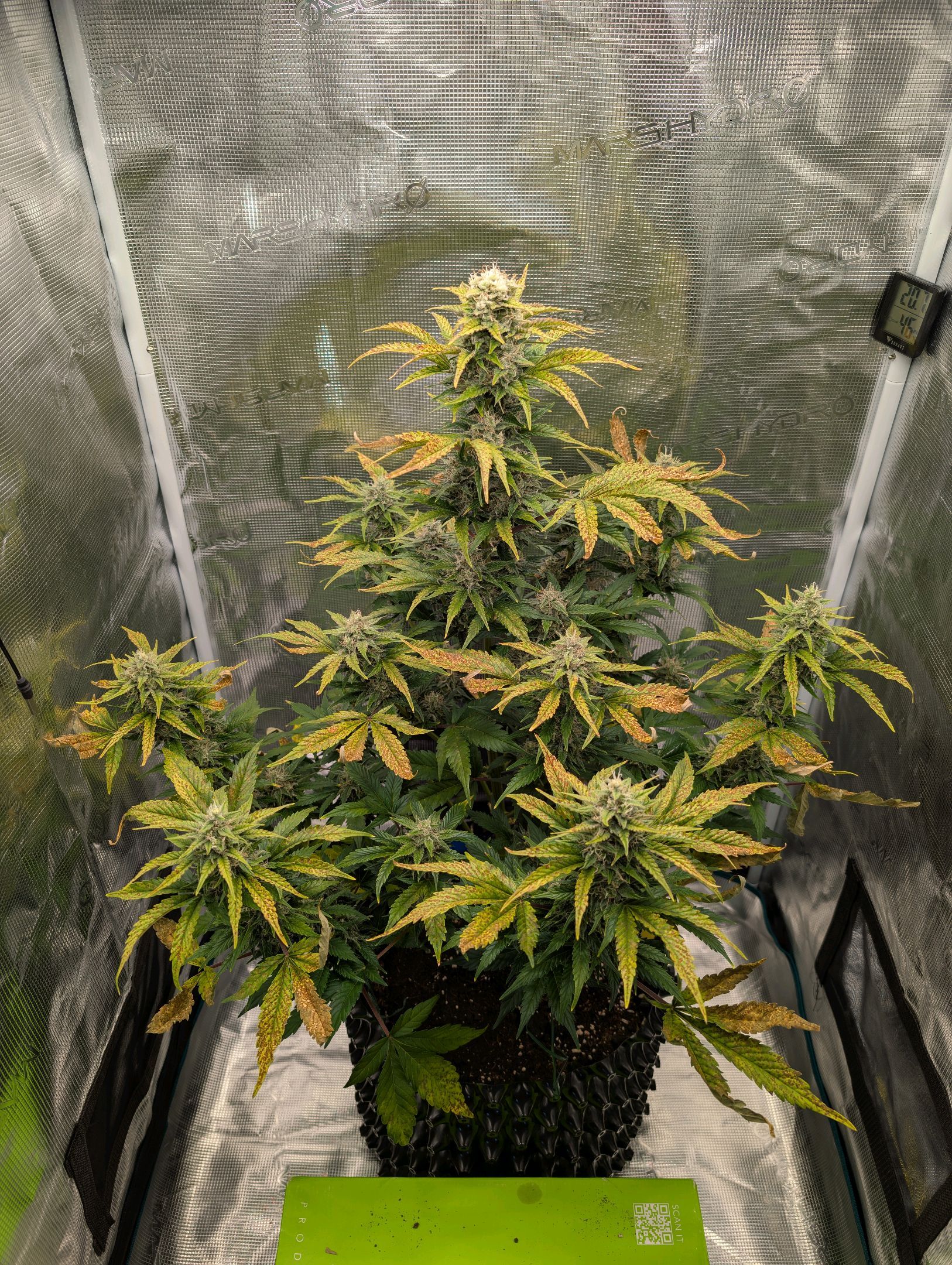 Gorilla Cookies Auto growlog photo 89