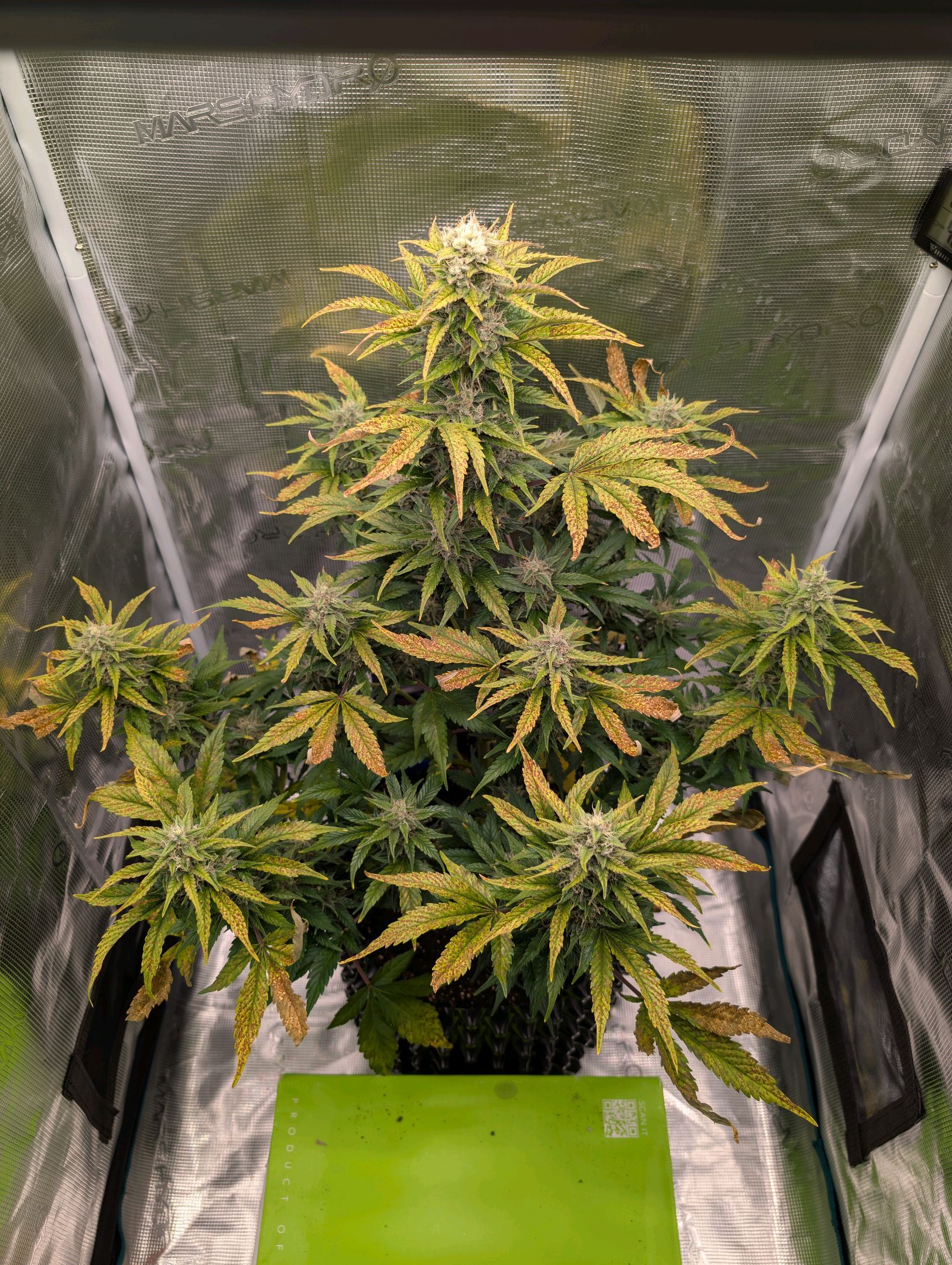 Gorilla Cookies Auto growlog photo 90