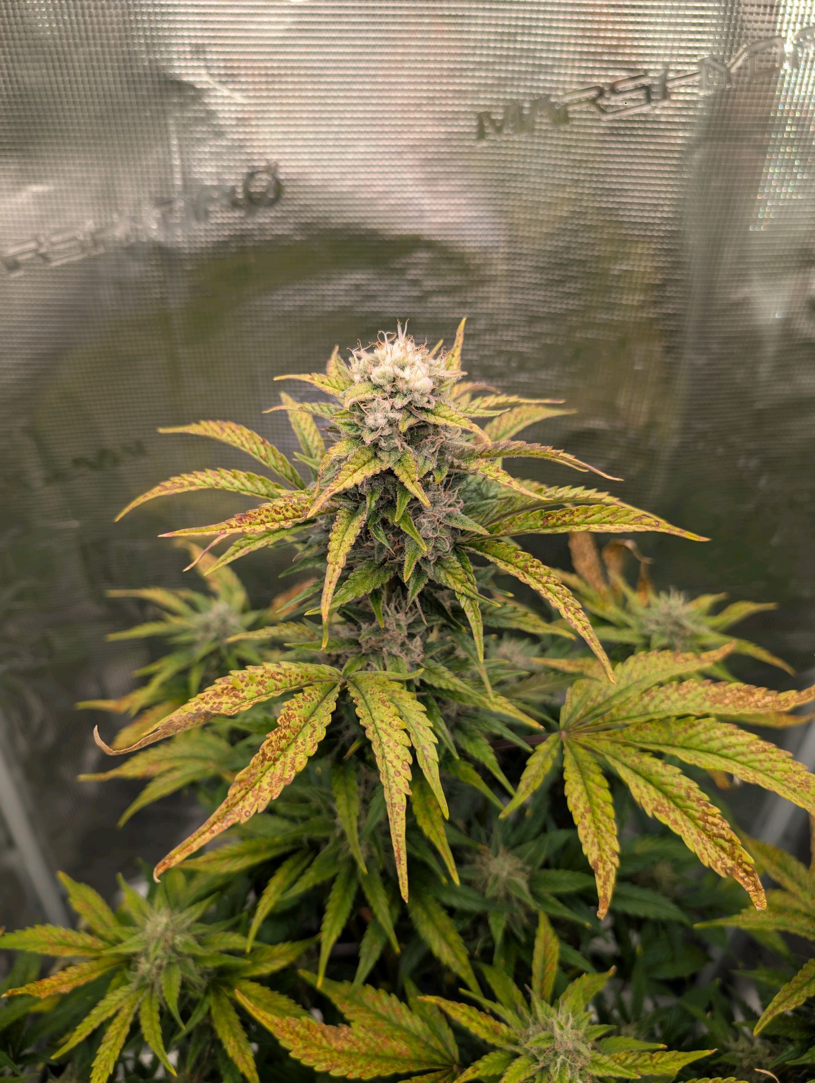 Gorilla Cookies Auto growlog photo 91