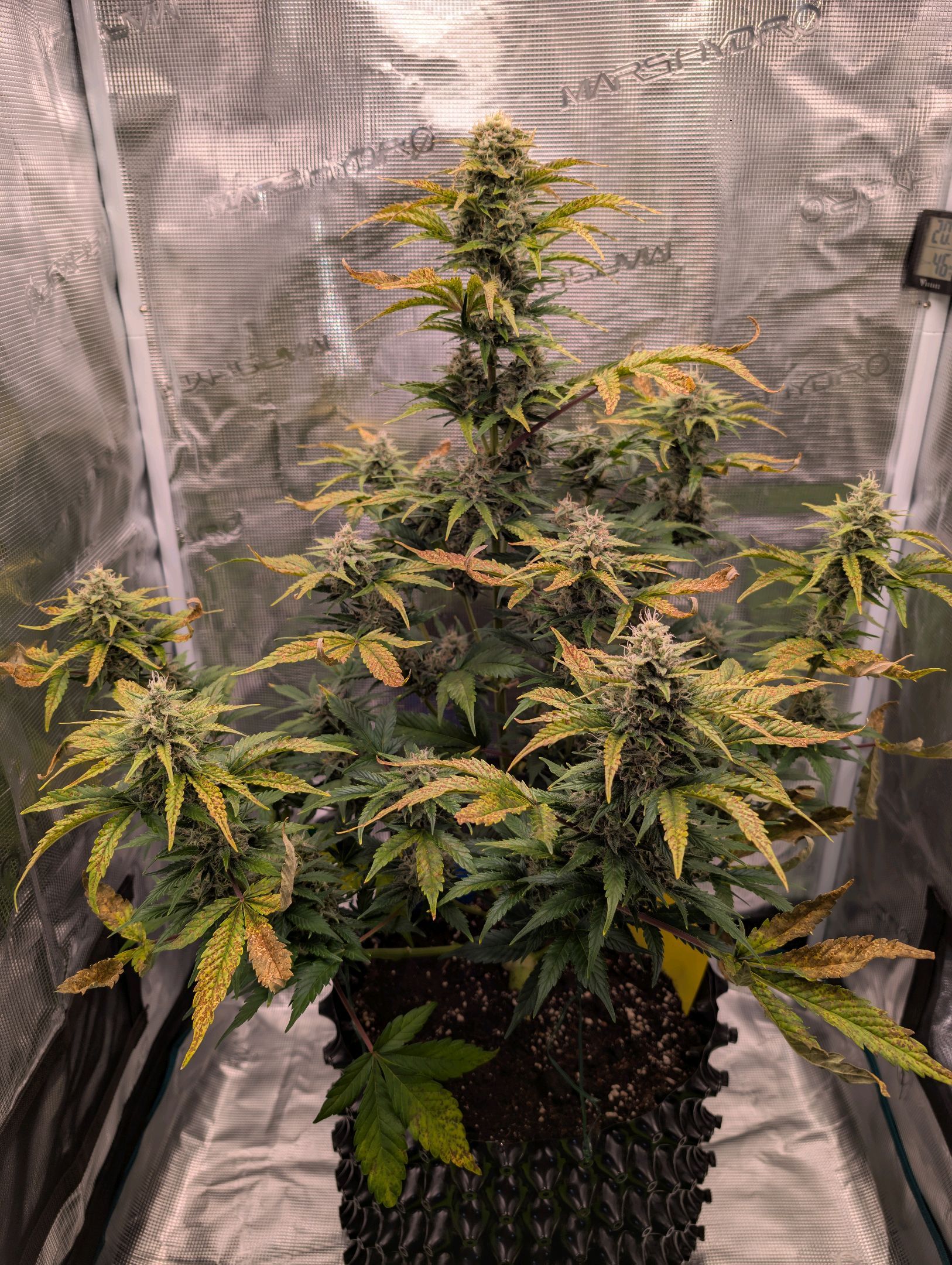 Gorilla Cookies Auto growlog photo 92