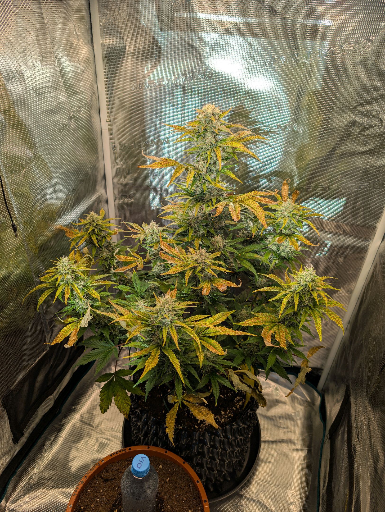 Gorilla Cookies Auto growlog photo 93
