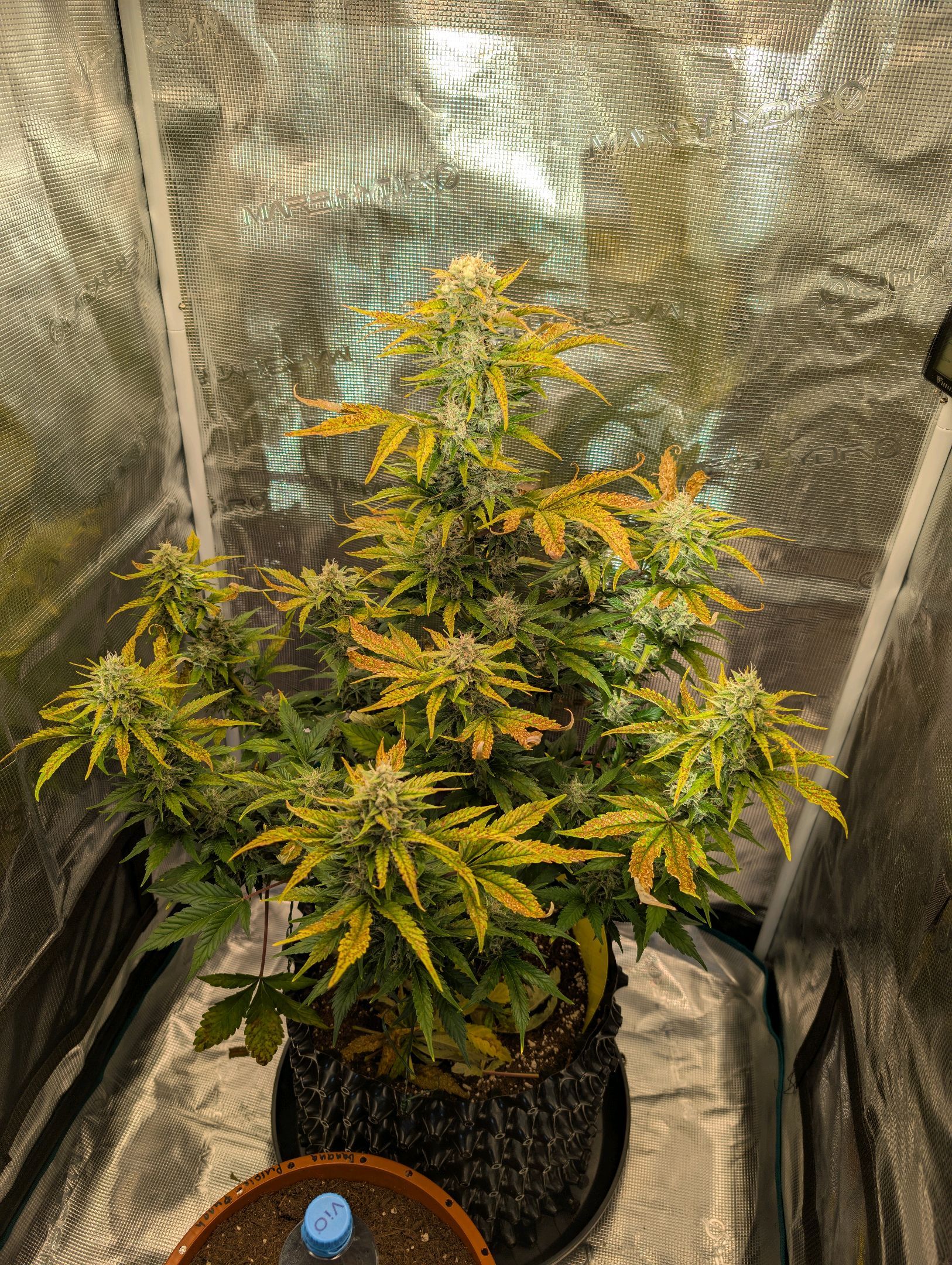 Gorilla Cookies Auto growlog photo 94
