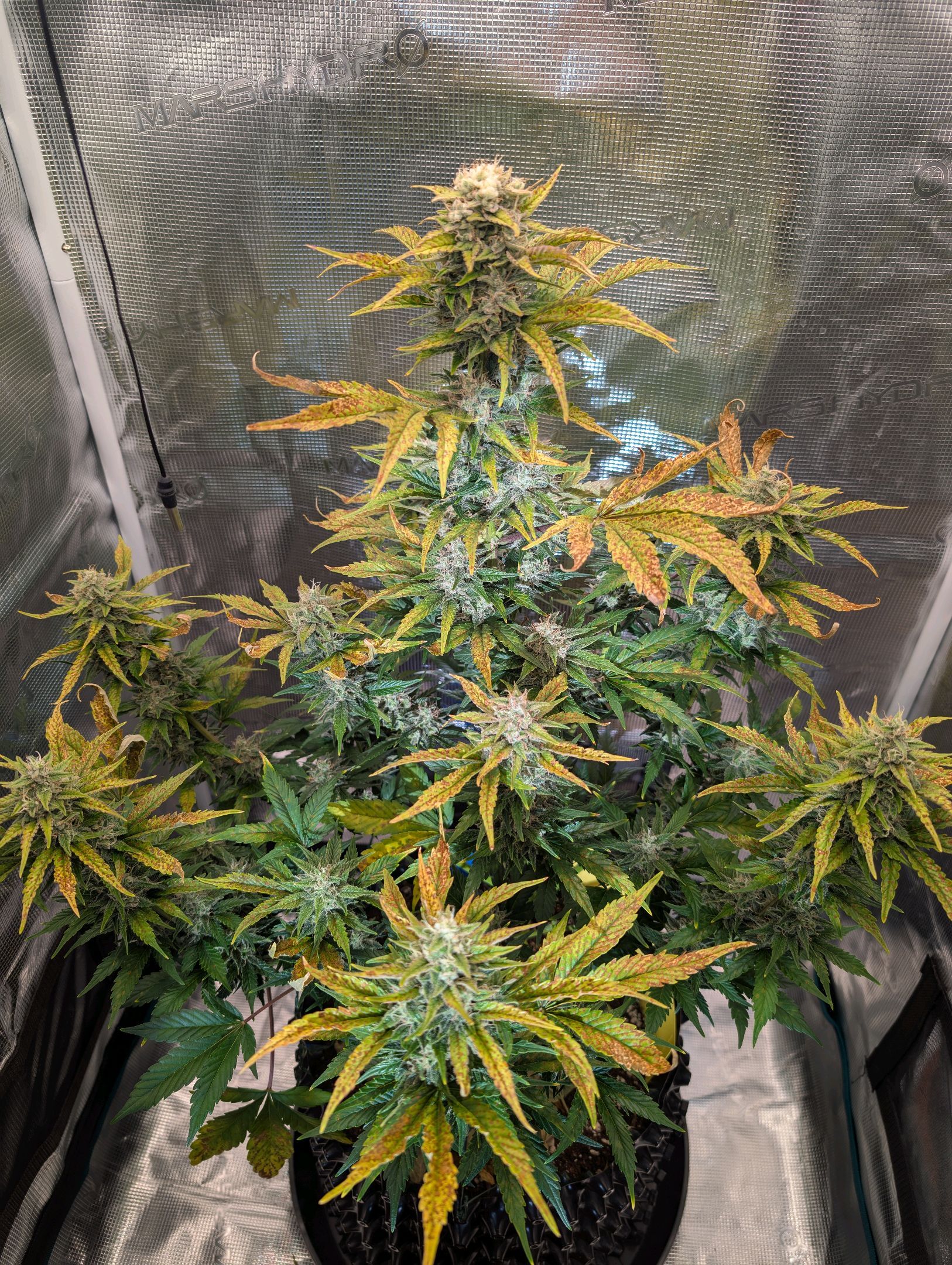 Gorilla Cookies Auto growlog photo 95