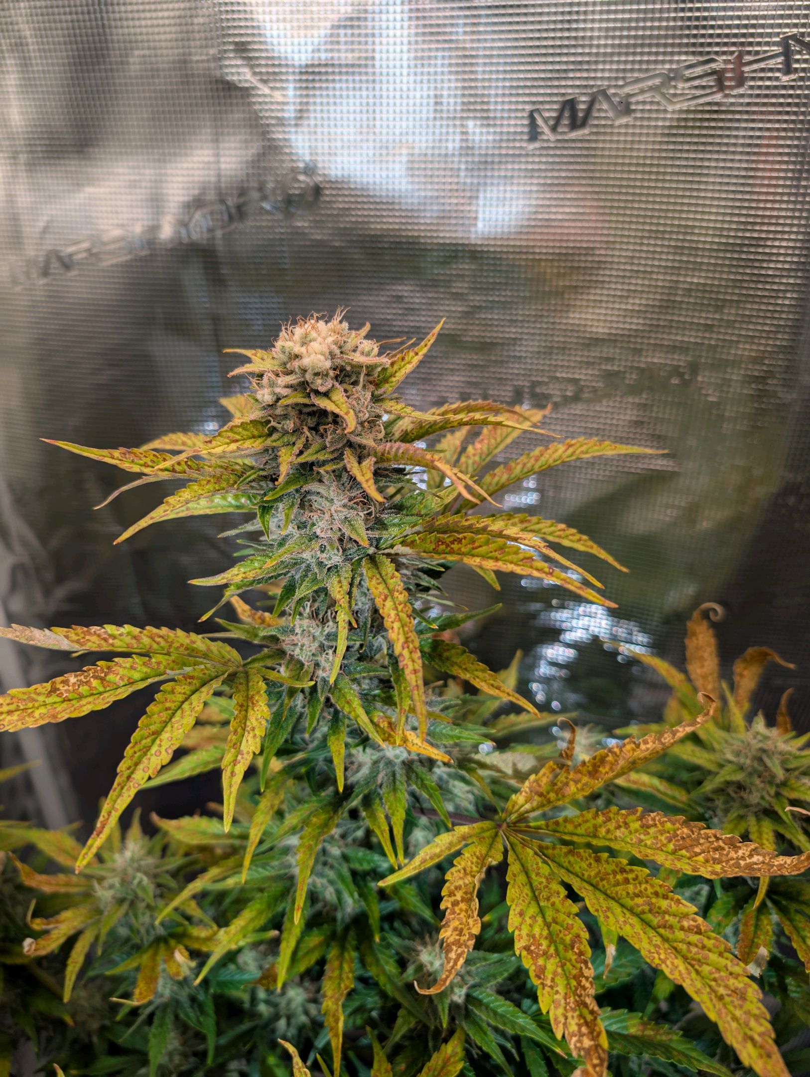 Gorilla Cookies Auto growlog photo 96
