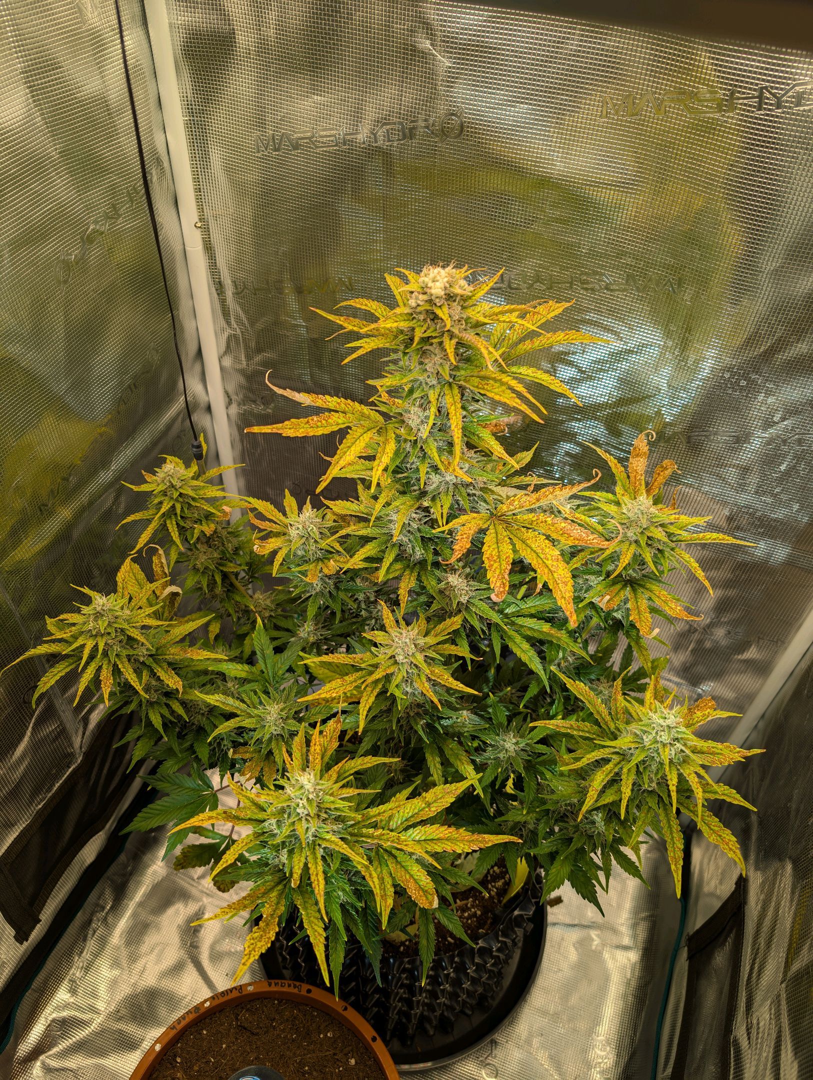Gorilla Cookies Auto growlog photo 97