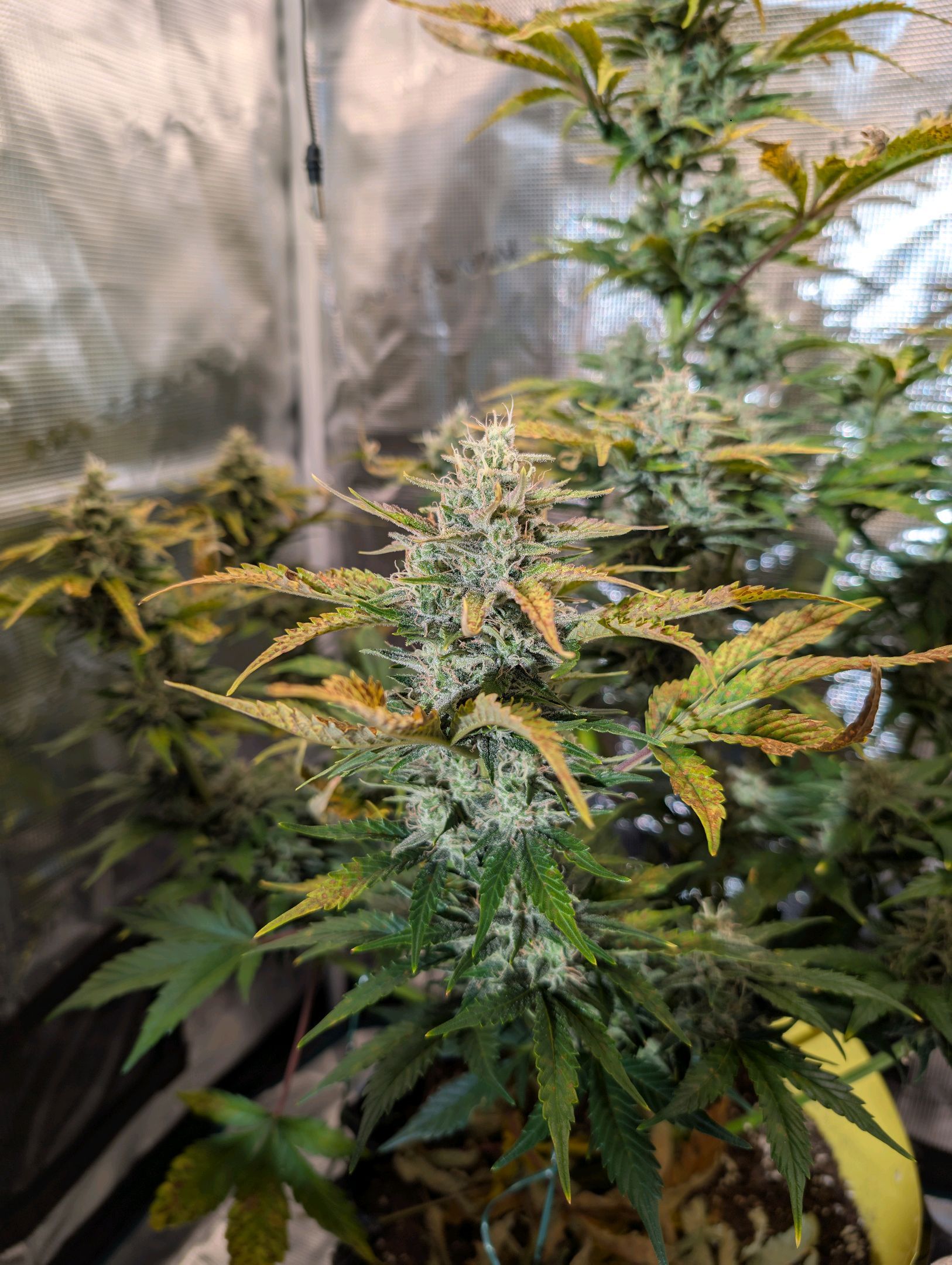 Gorilla Cookies Auto growlog photo 98