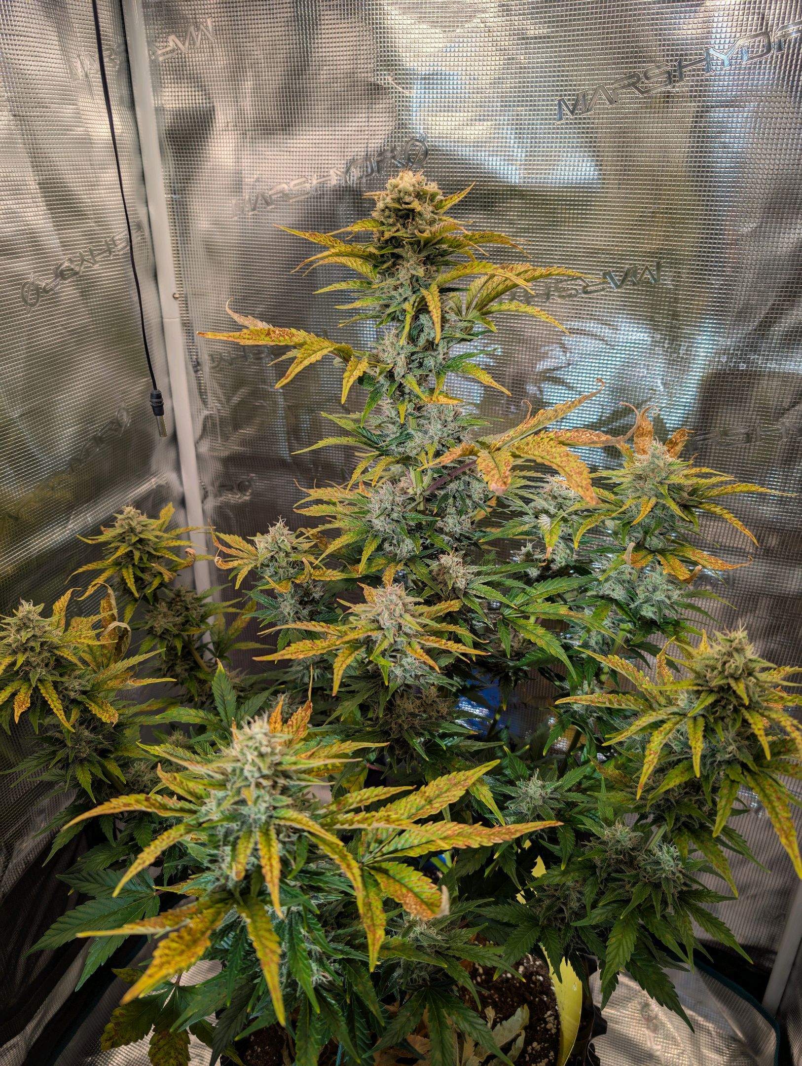 Gorilla Cookies Auto growlog photo 99