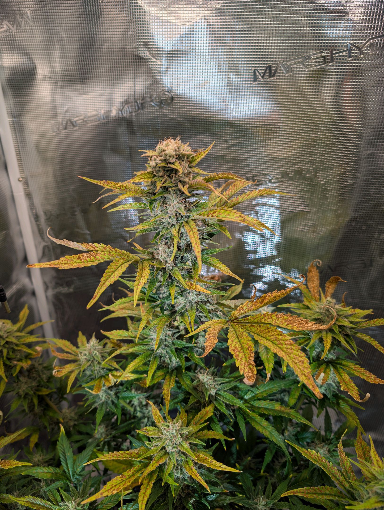 Gorilla Cookies Auto growlog photo 100