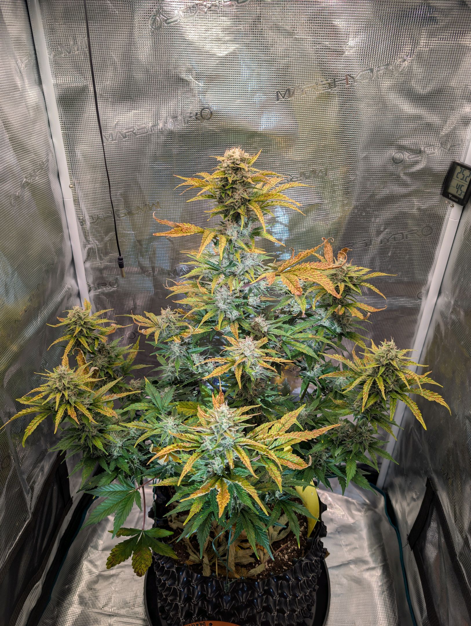 Gorilla Cookies Auto growlog photo 101