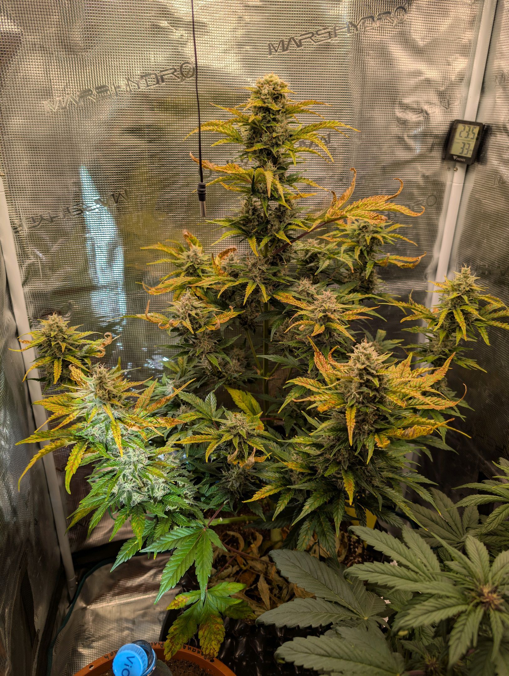Gorilla Cookies Auto growlog photo 102