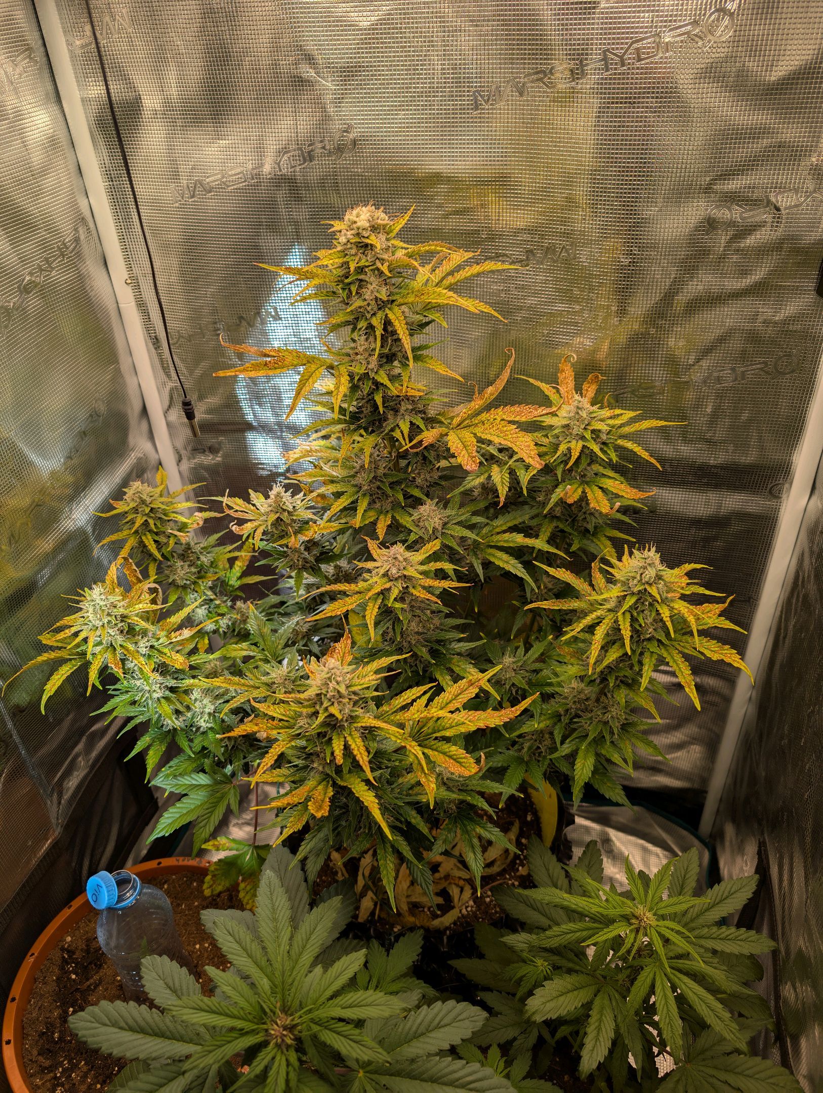 Gorilla Cookies Auto growlog photo 103