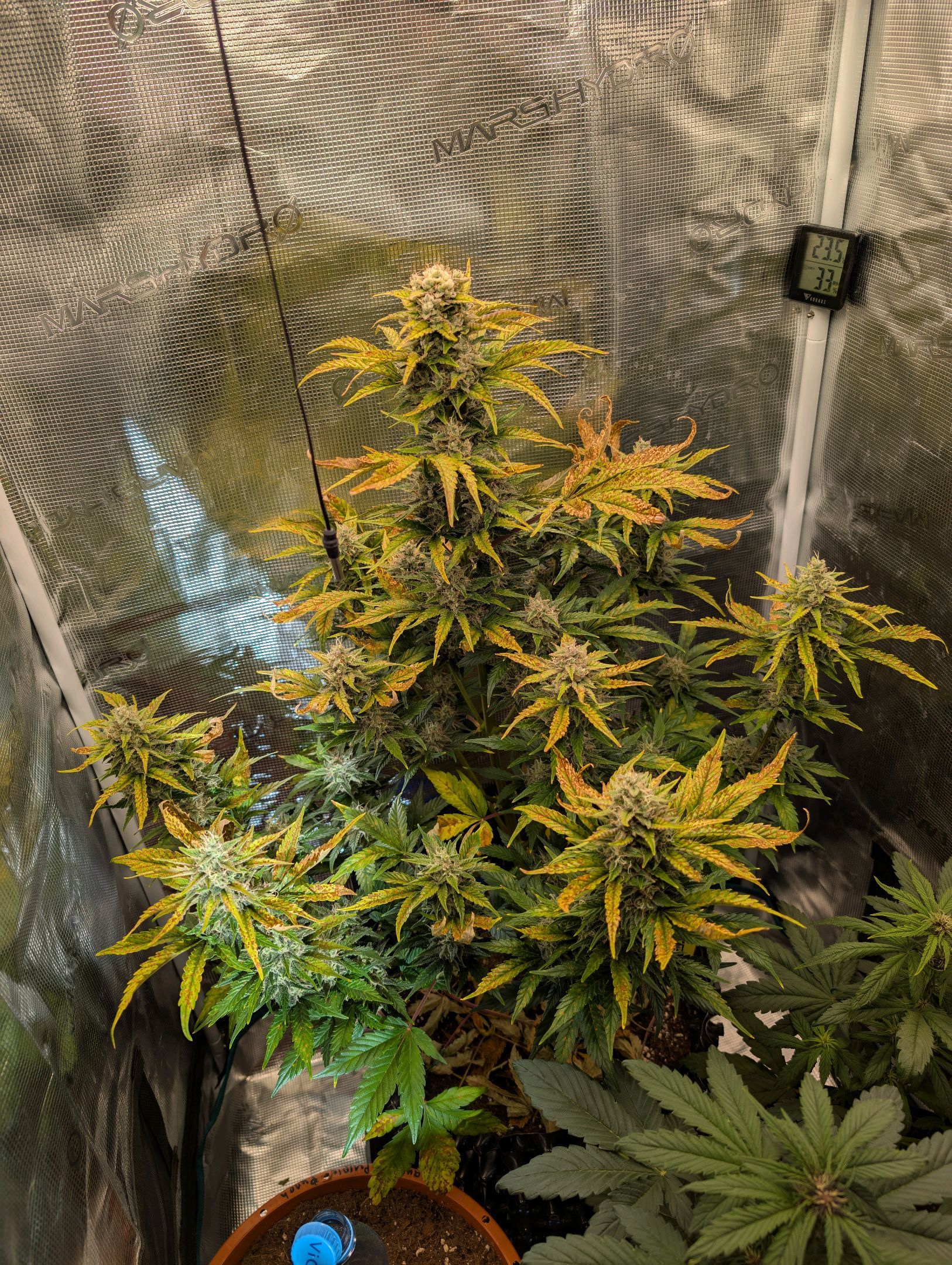 Gorilla Cookies Auto growlog photo 104