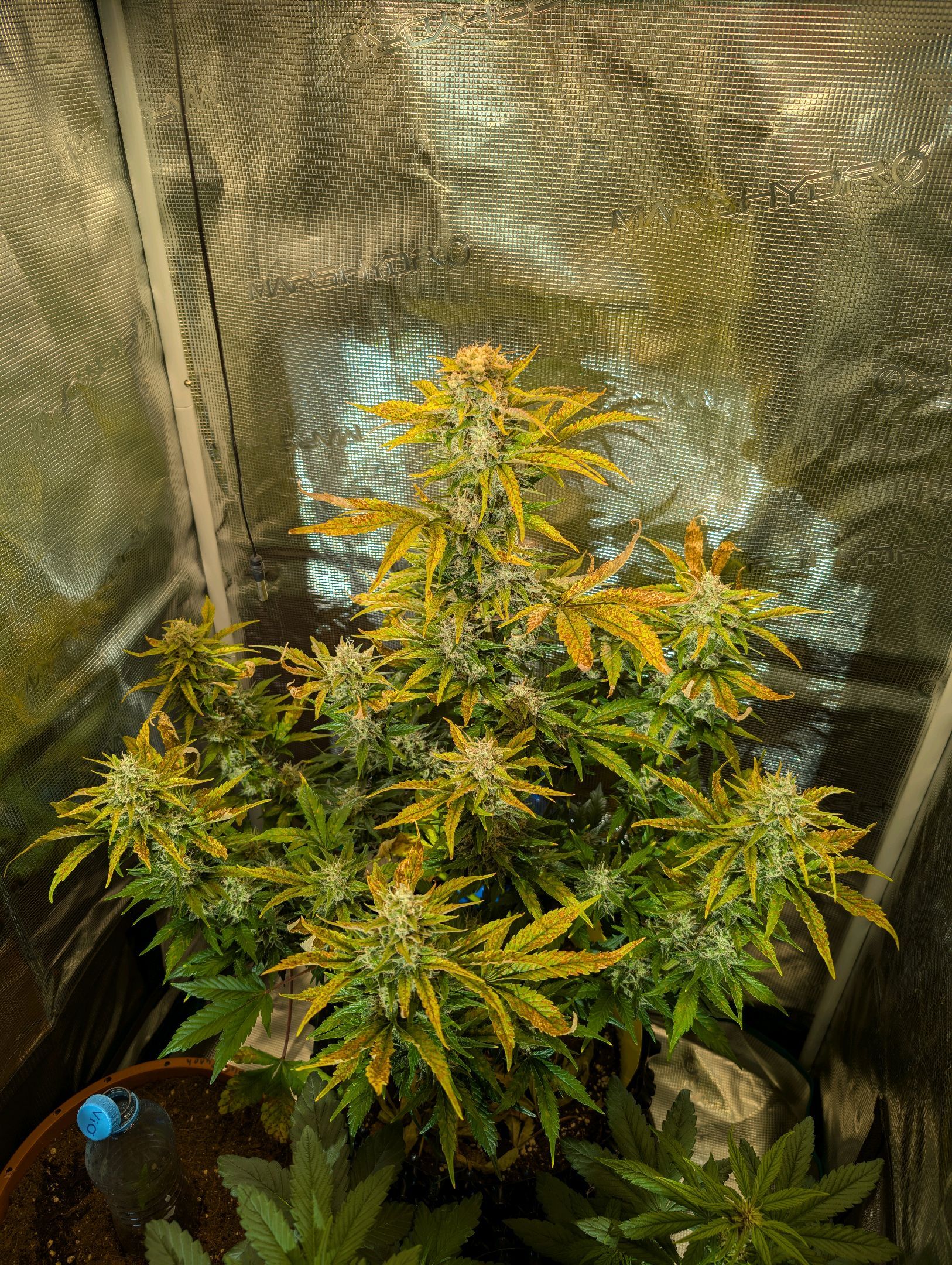 Gorilla Cookies Auto growlog photo 105