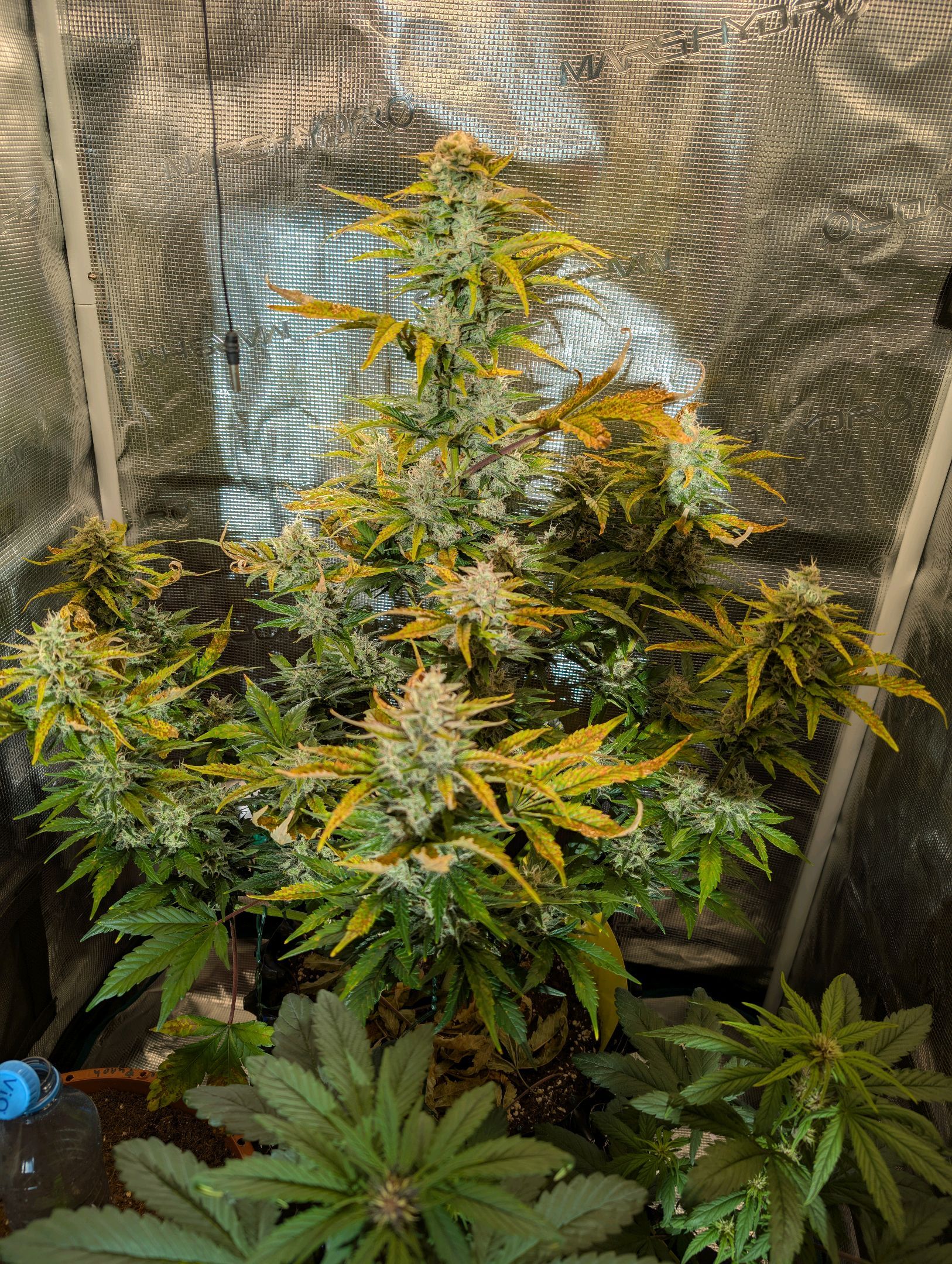 Gorilla Cookies Auto growlog photo 106
