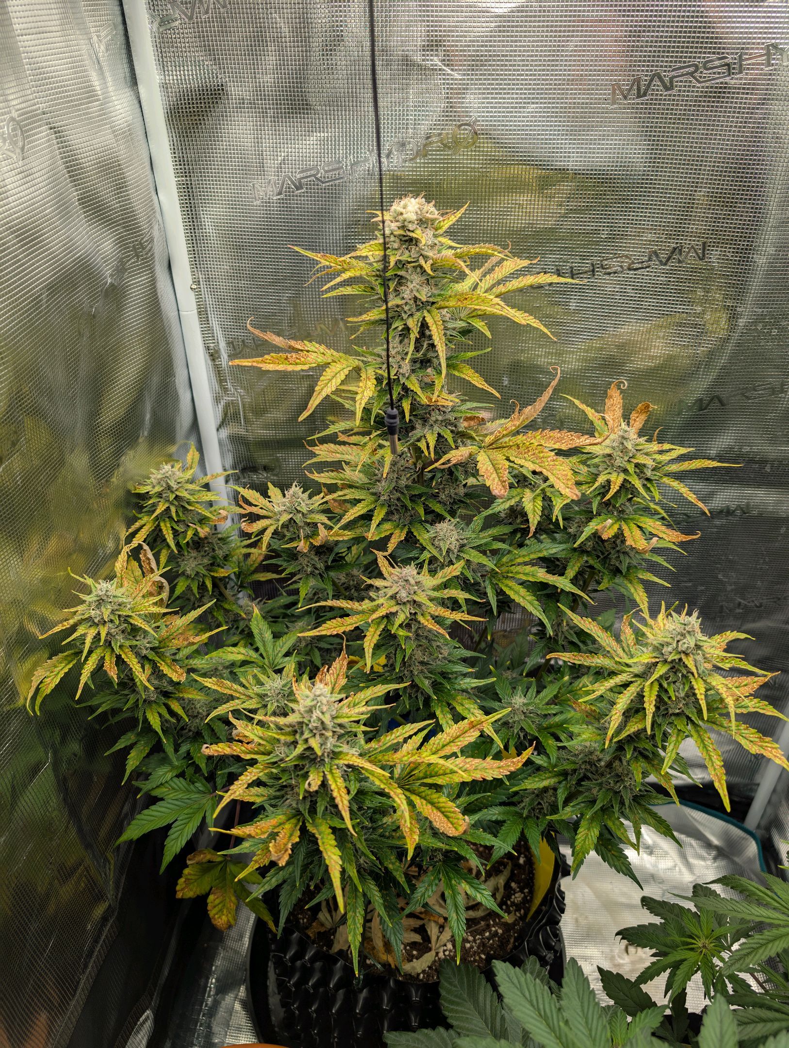 Gorilla Cookies Auto growlog photo 107