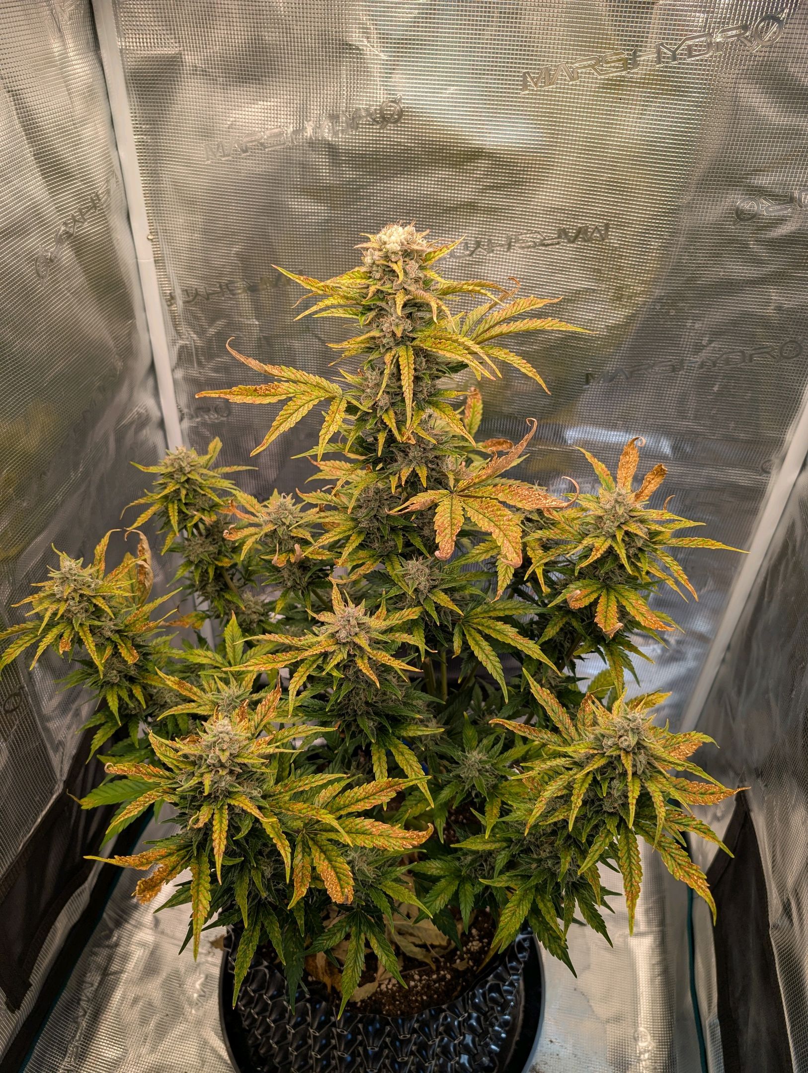 Gorilla Cookies Auto growlog photo 109