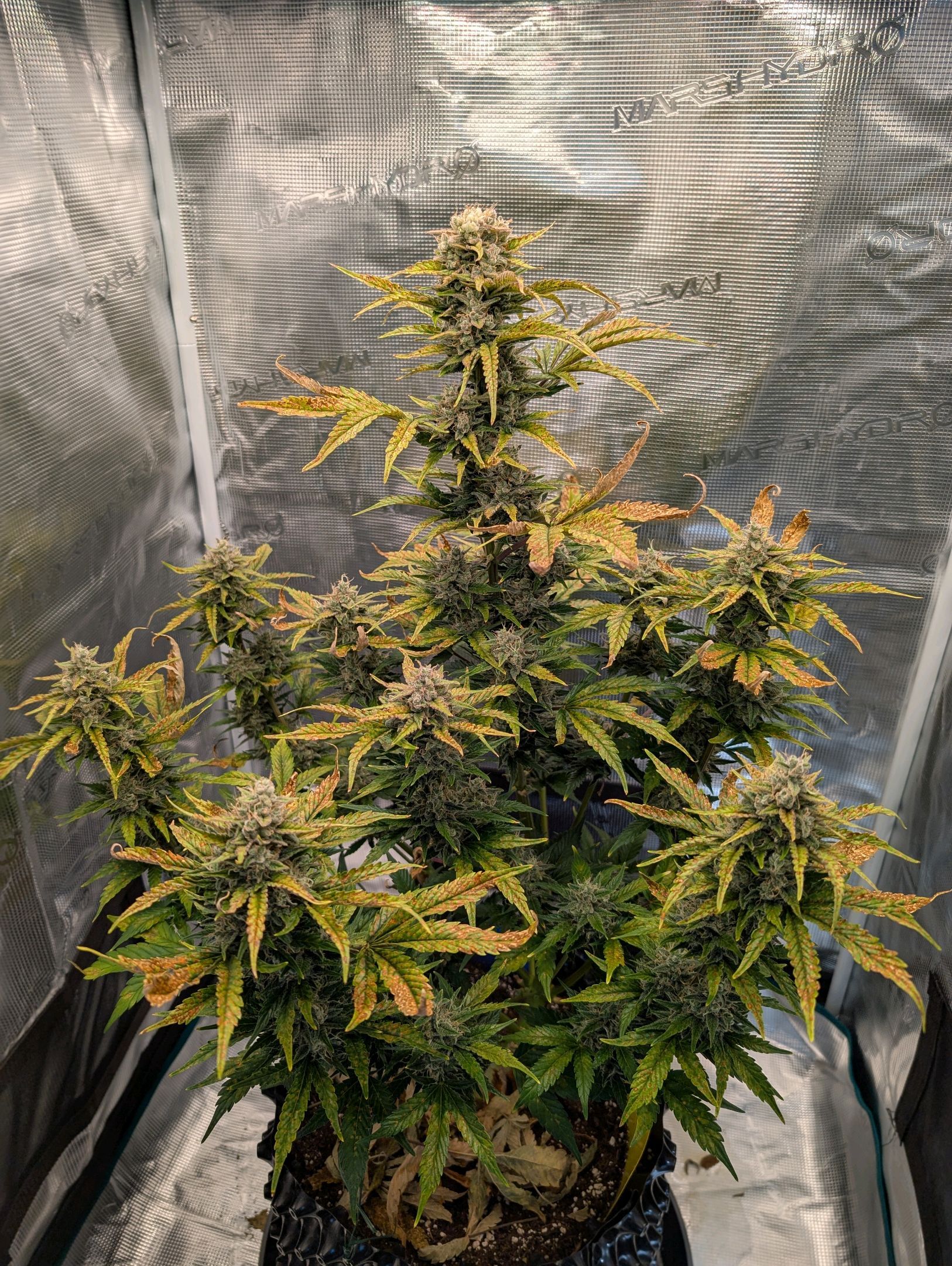 Gorilla Cookies Auto growlog photo 110