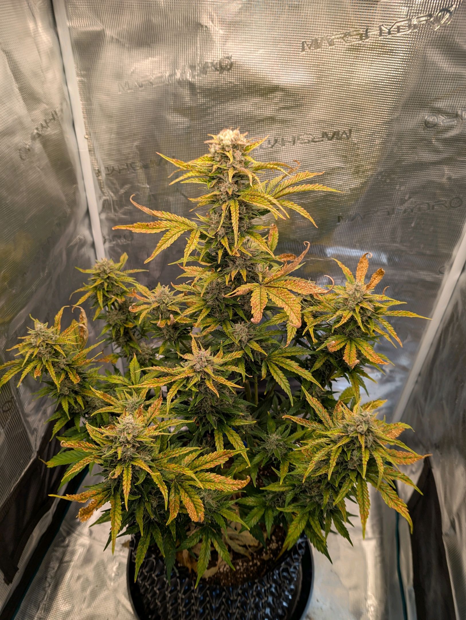 Gorilla Cookies Auto growlog photo 111