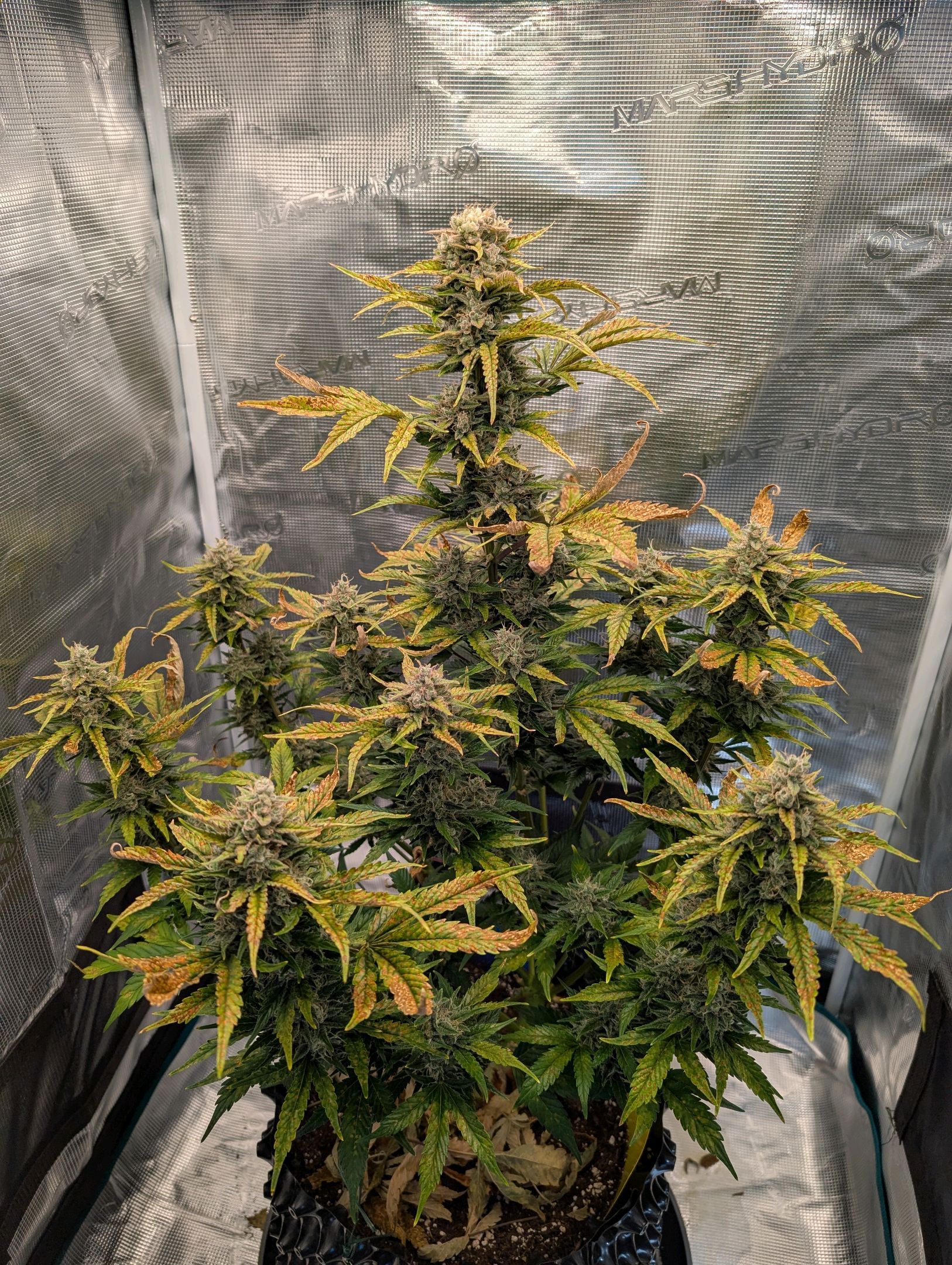 Gorilla Cookies Auto growlog photo 112