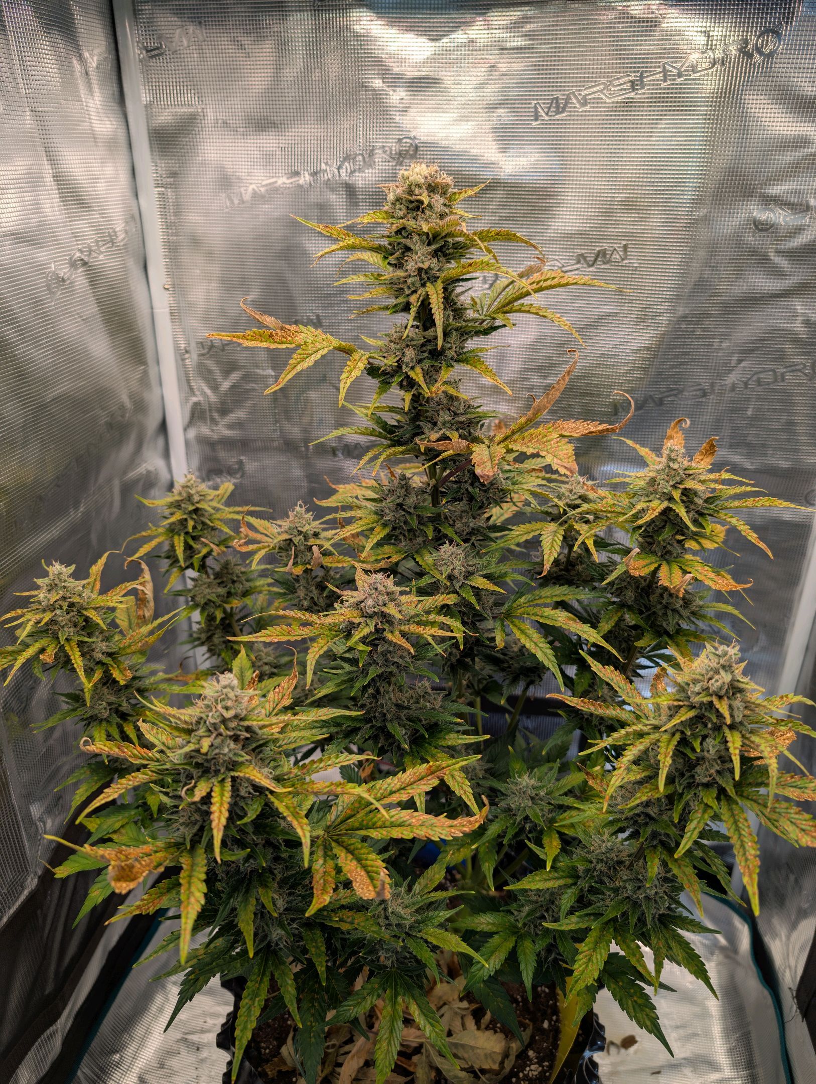 Gorilla Cookies Auto growlog photo 113