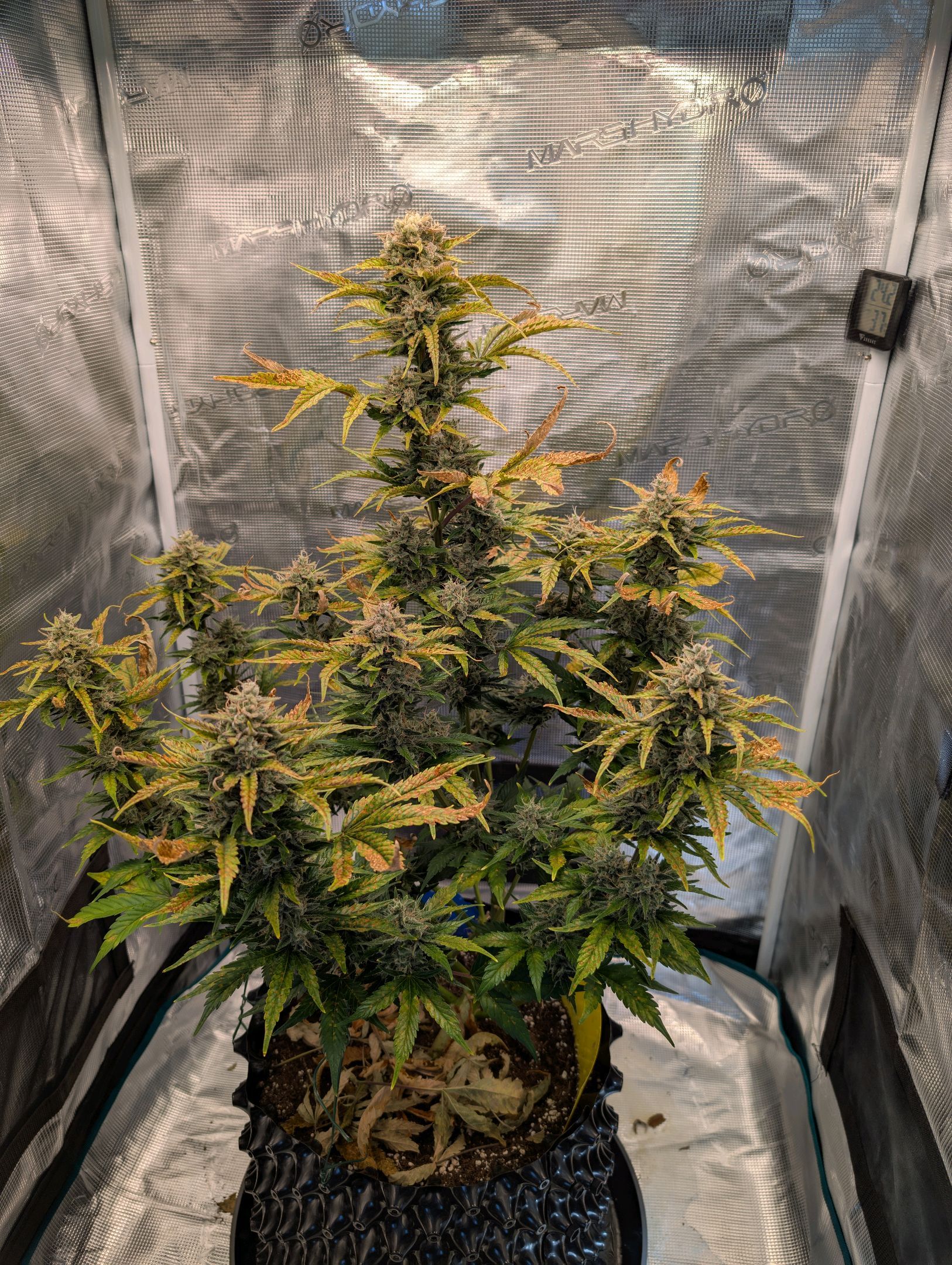 Gorilla Cookies Auto growlog photo 114