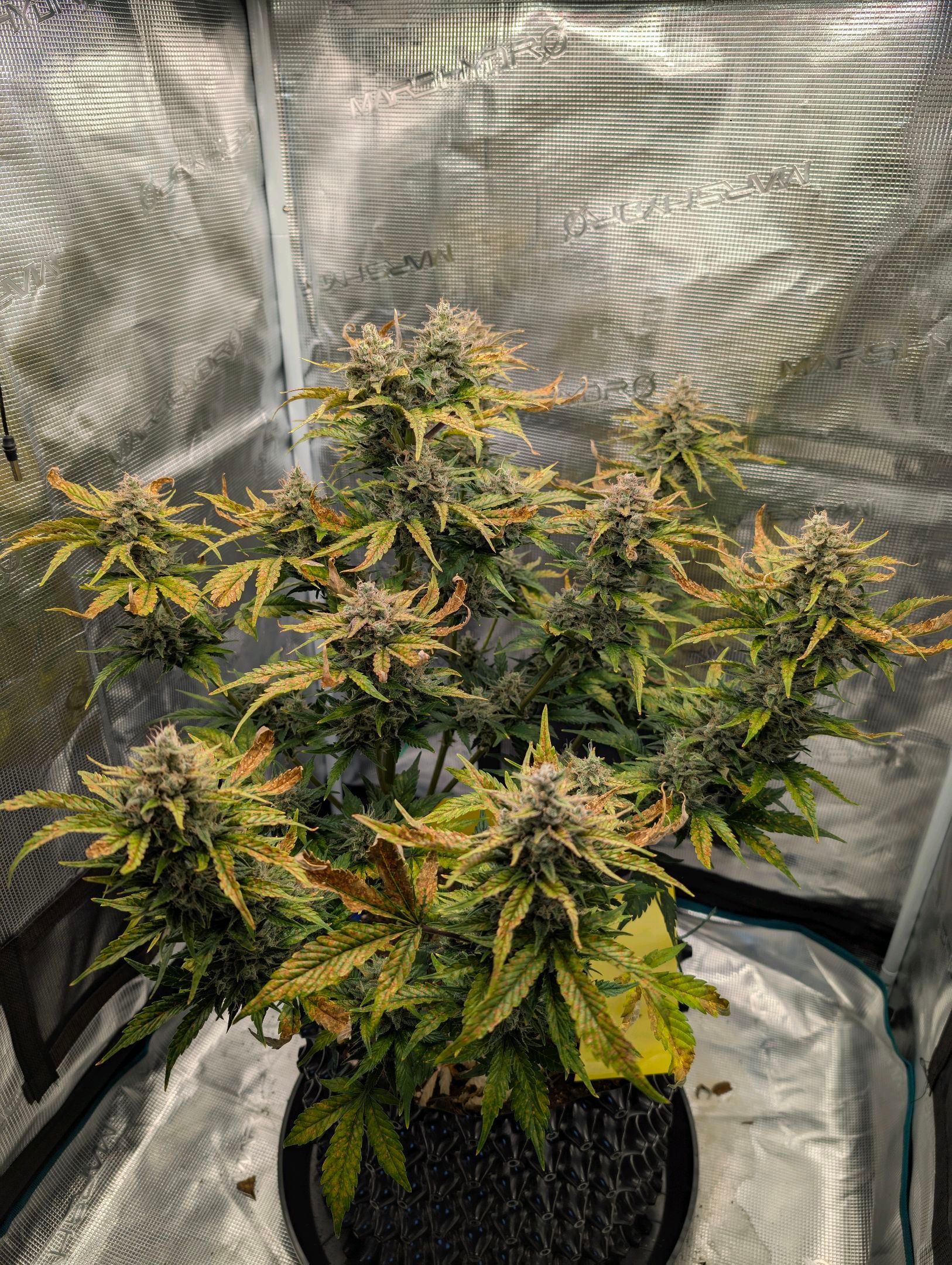 Gorilla Cookies Auto growlog photo 115