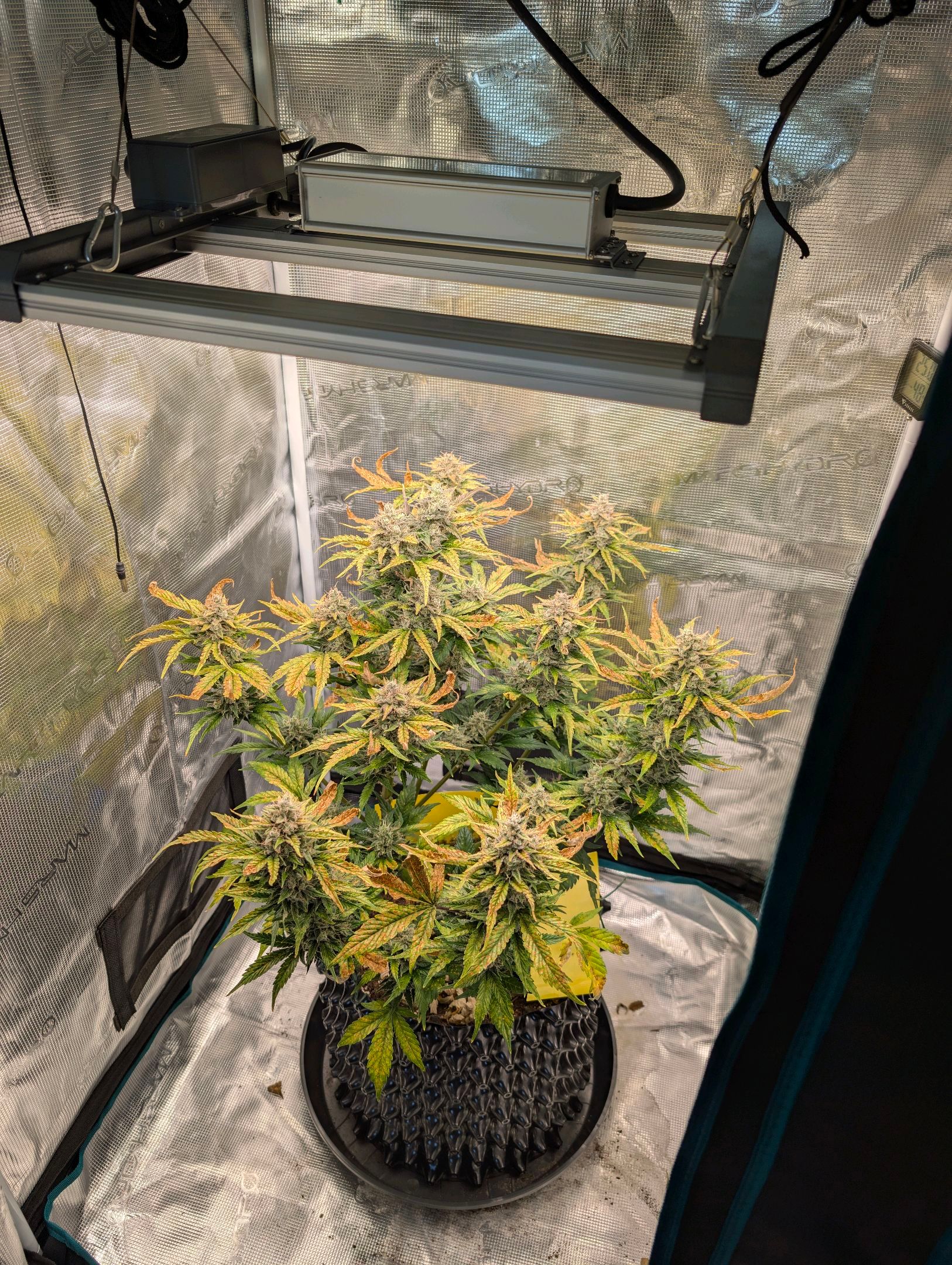 Gorilla Cookies Auto growlog photo 116