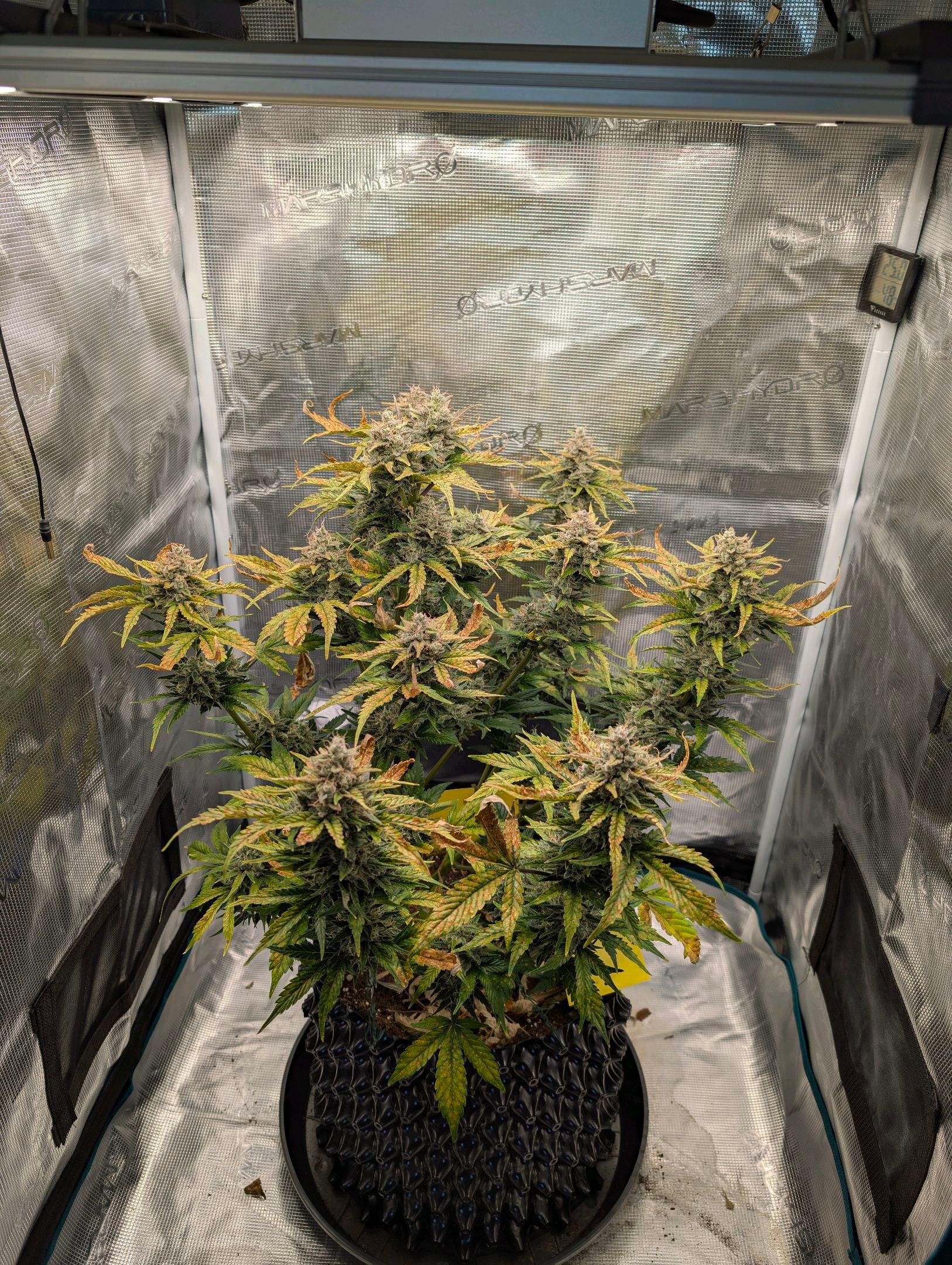 Gorilla Cookies Auto growlog photo 117