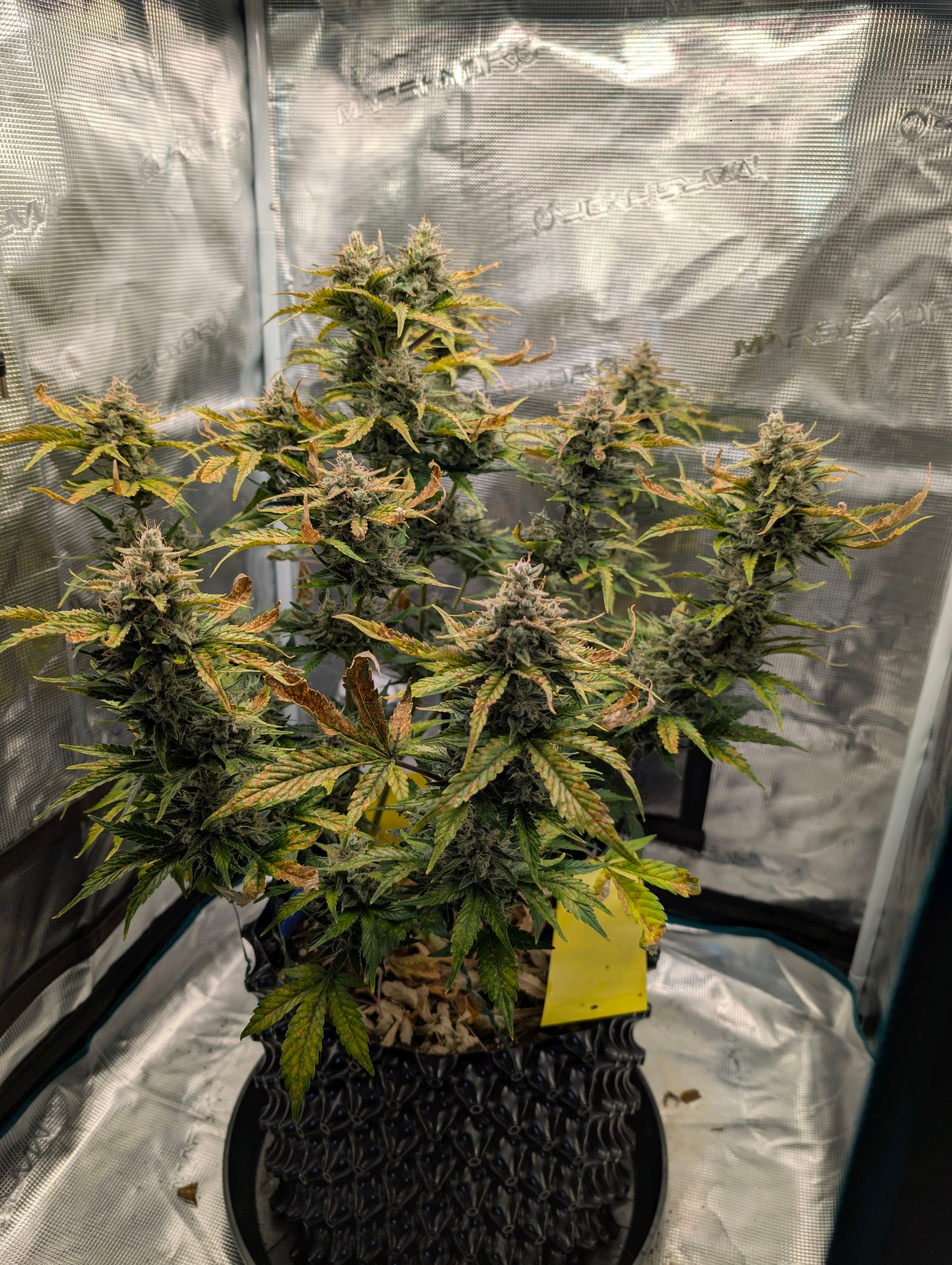 Gorilla Cookies Auto growlog photo 118