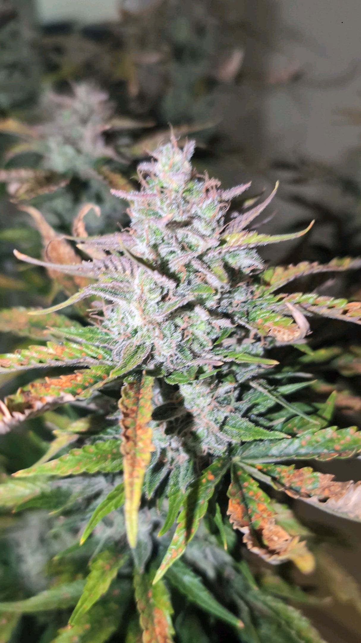 Gorilla Cookies Auto growlog photo 119