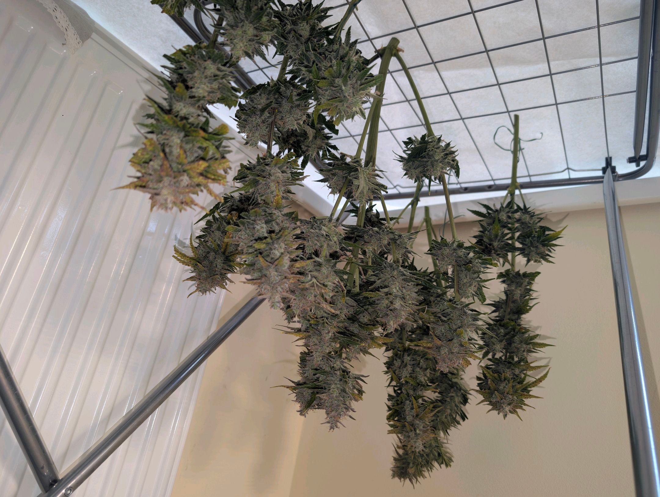 Gorilla Cookies Auto growlog photo 120