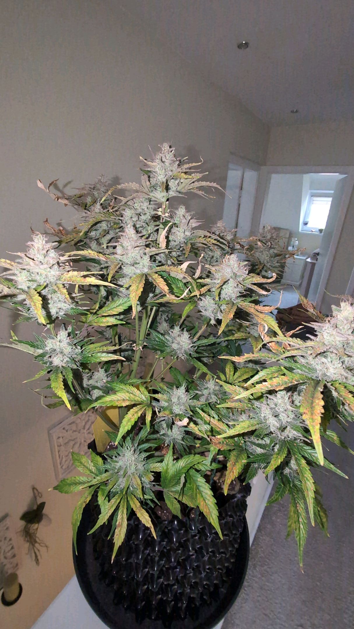 Gorilla Cookies Auto growlog photo 121