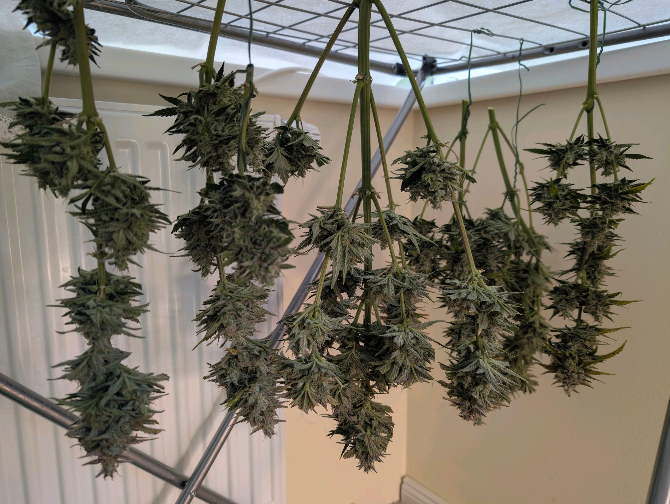 Gorilla Cookies Auto growlog photo 122