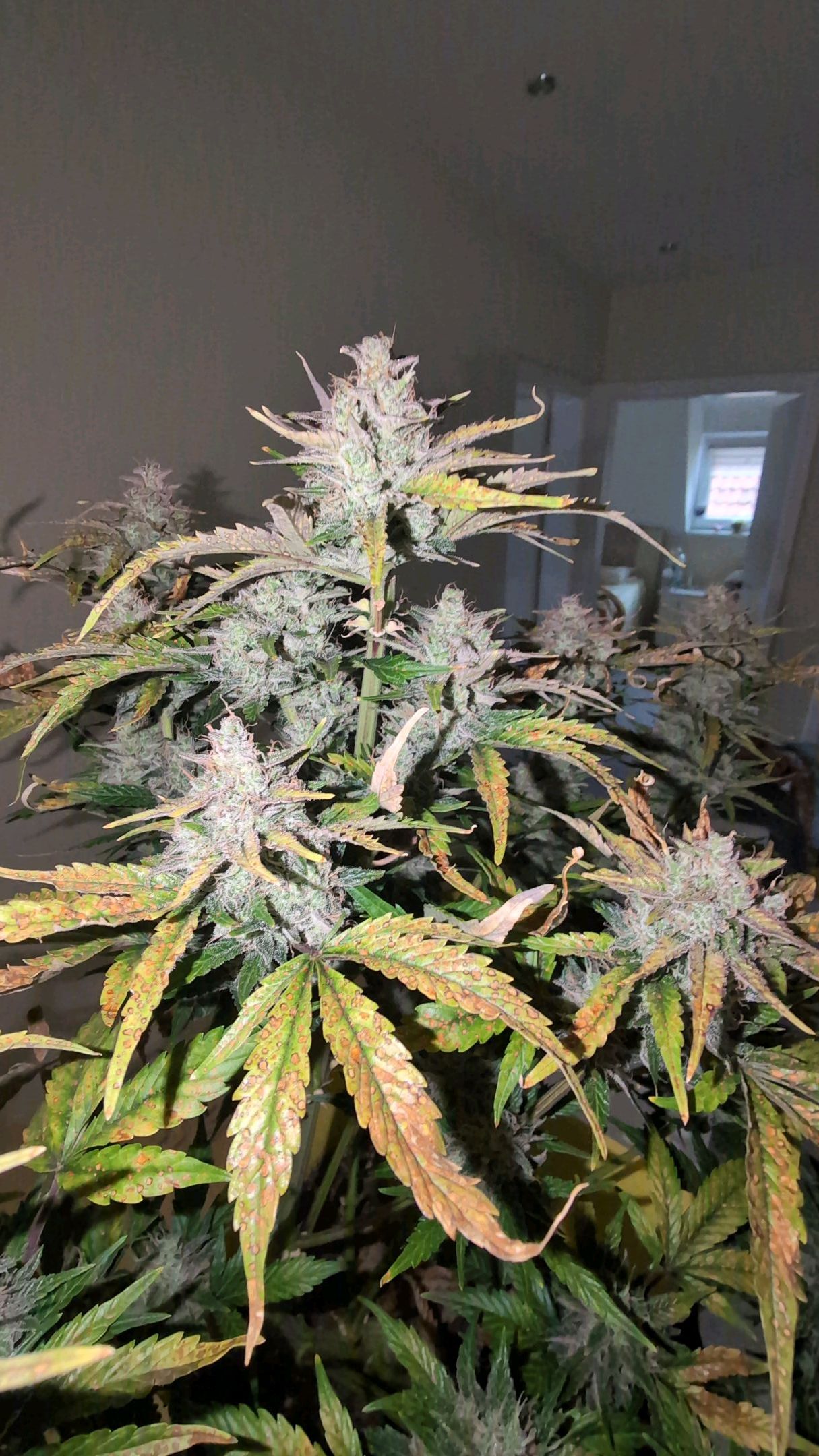 Gorilla Cookies Auto growlog photo 123