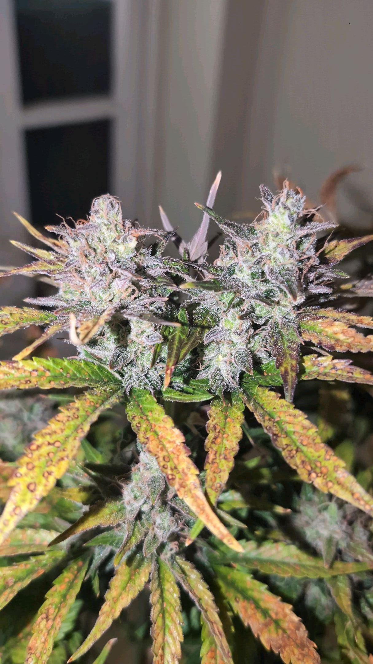 Gorilla Cookies Auto growlog photo 124