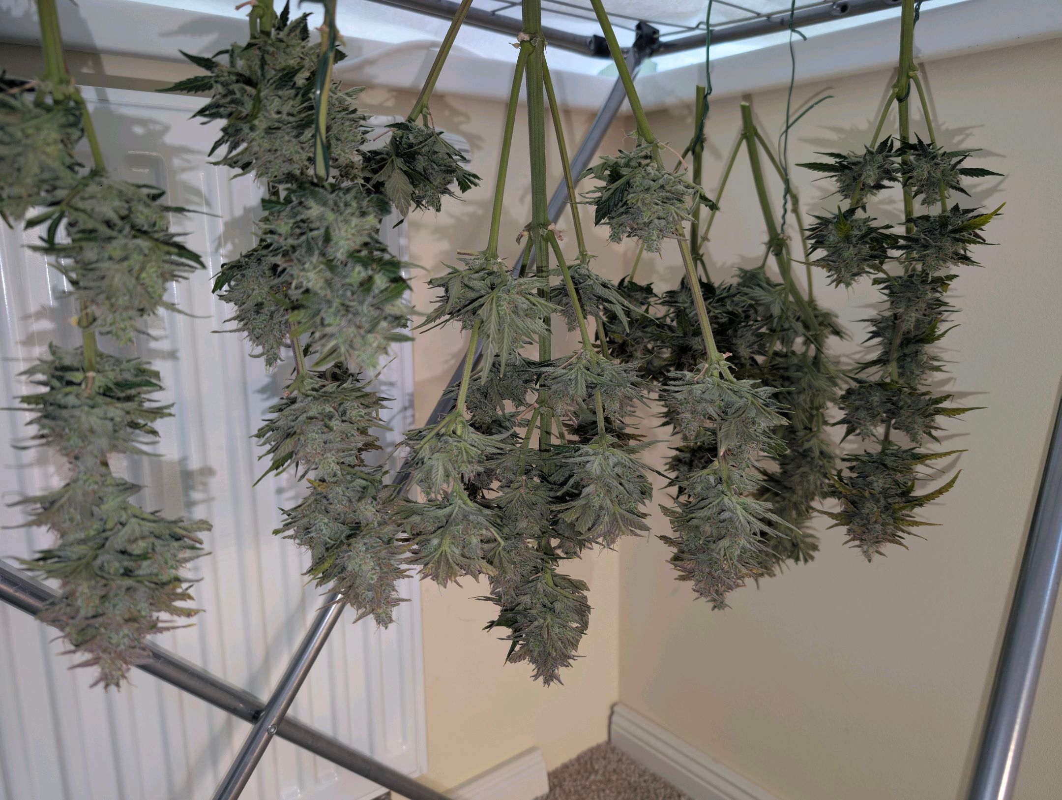 Gorilla Cookies Auto growlog photo 125