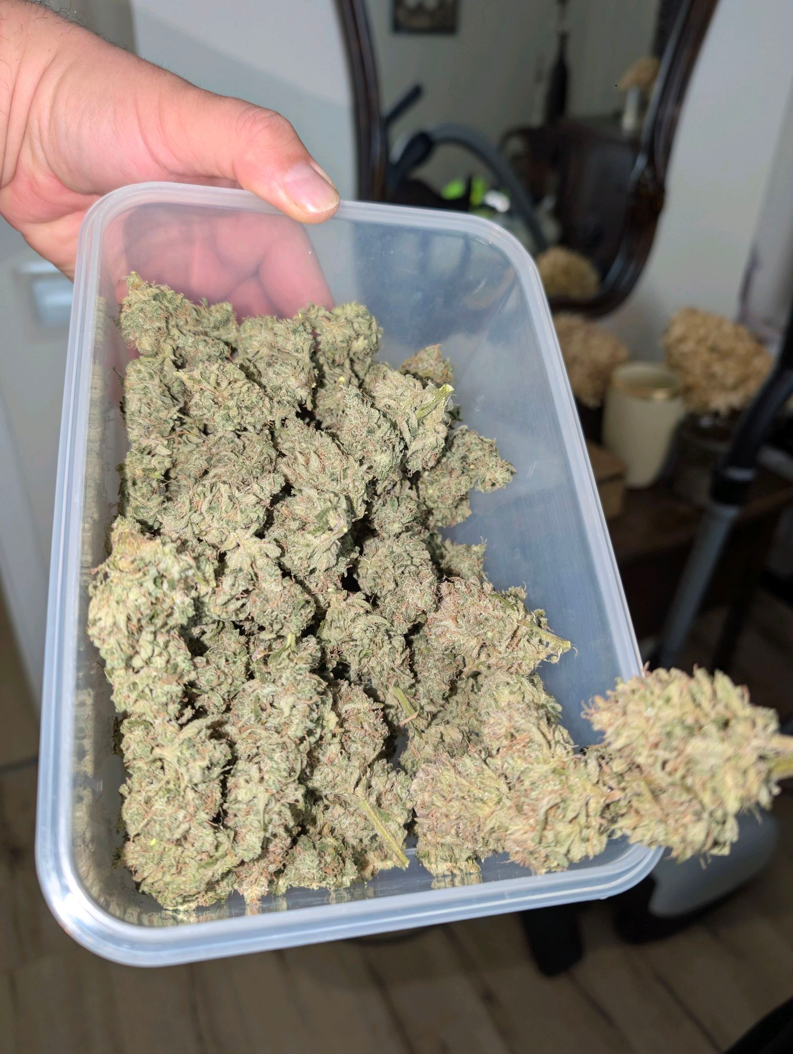 Gorilla Cookies Auto growlog photo 129